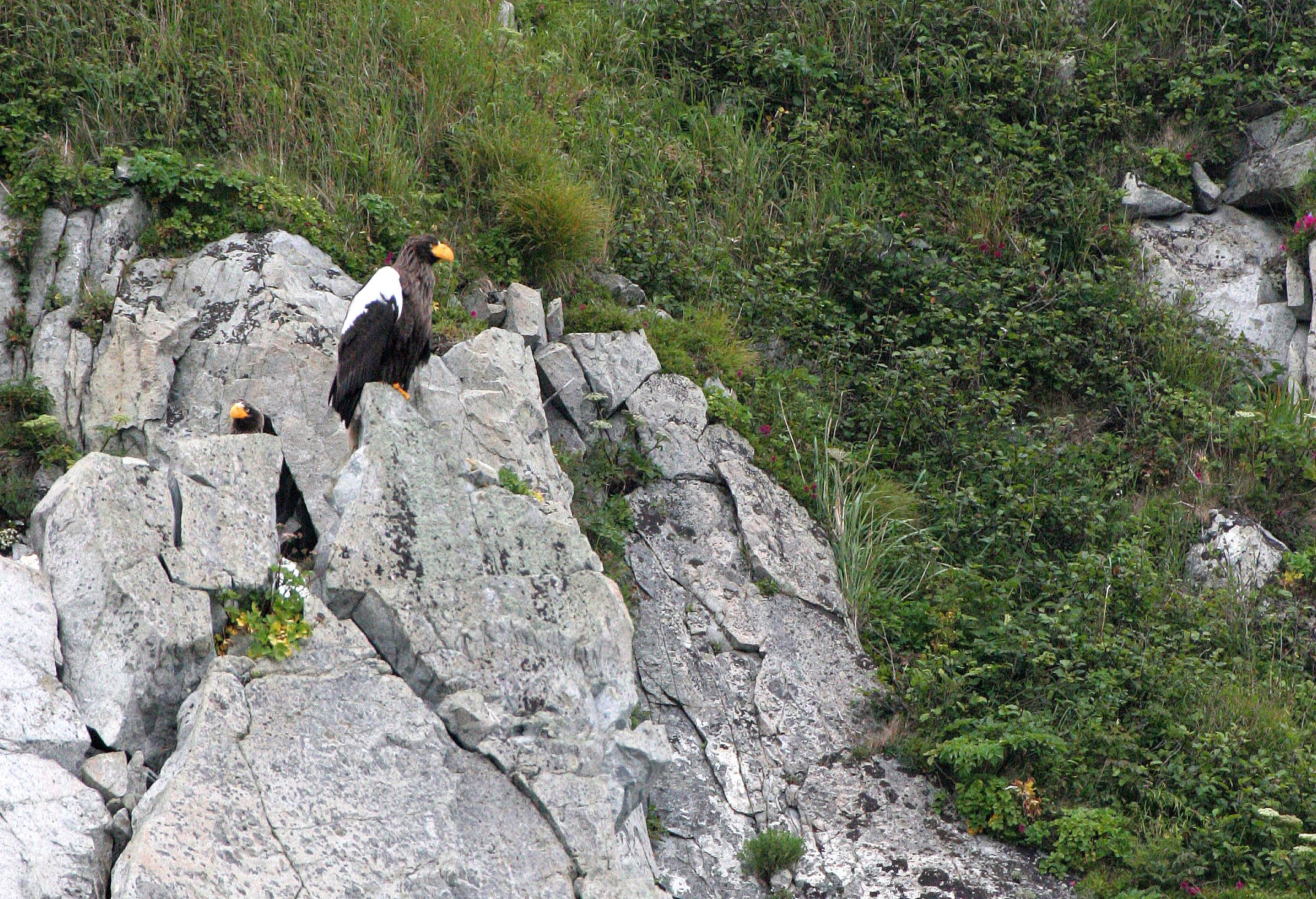 Haliaeetus pelagicus - STELLERS SEA EAGLE - ON KAMCHATKA COASTLINE - RUSSIA (37).jpg