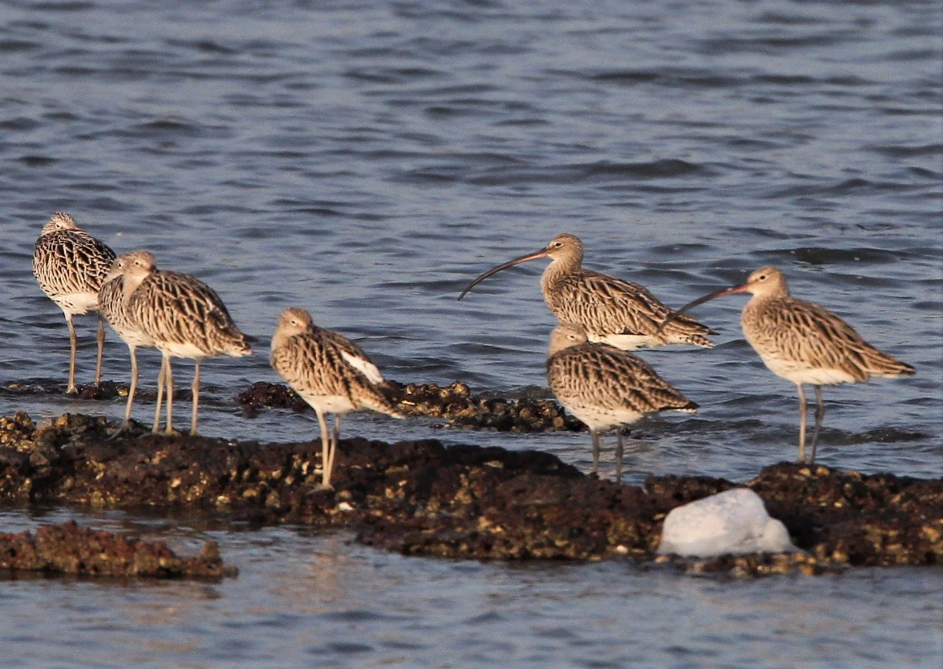 CURLEW - EURASIAN CURLEW - Numenius arquata - LIBONG ISLAND, TRANG PROVINCE THAILAND (2).jpg