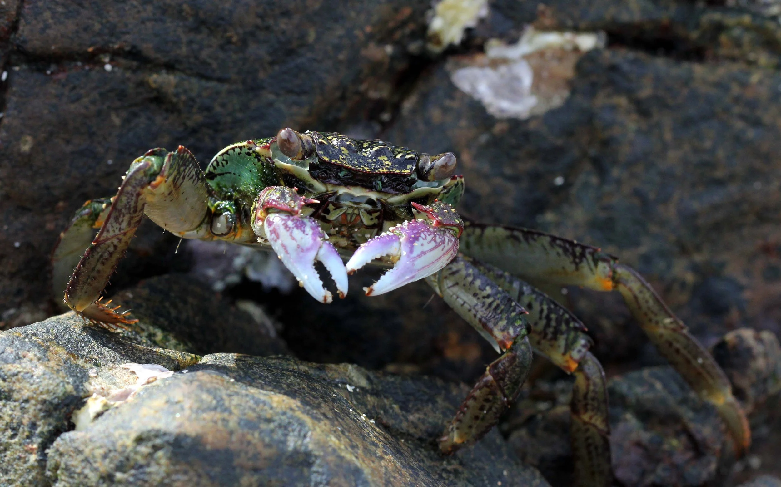 2013 KOH LANTA - OCTOBER BREAK 2013 (217).JPG