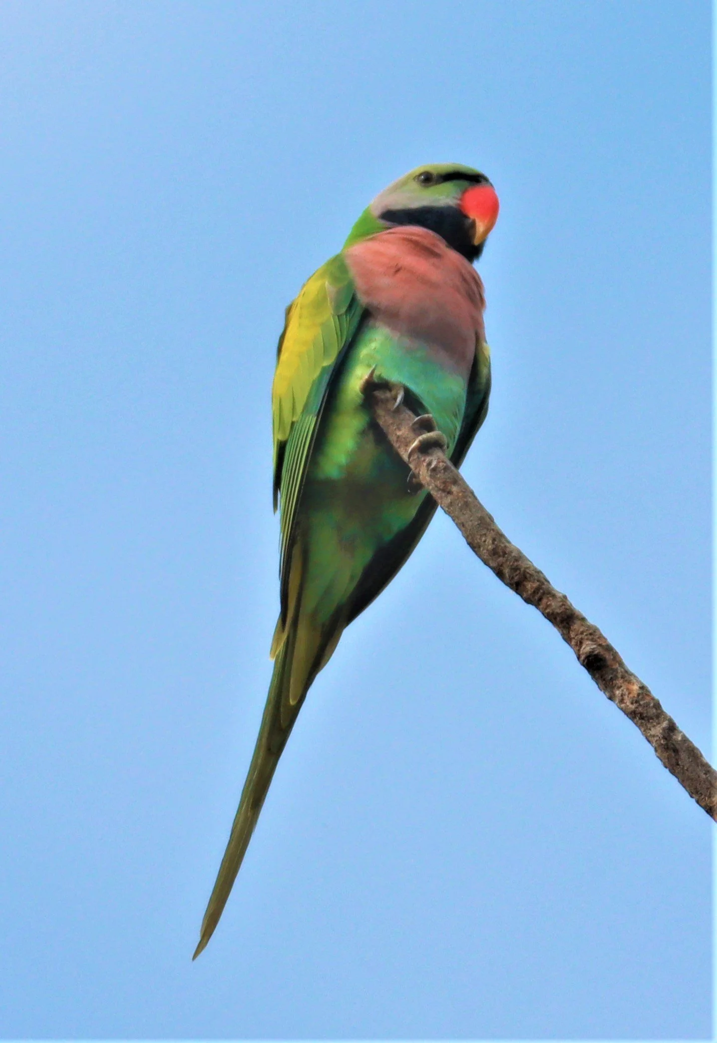 PARAKEET - RED-BREASTED PARAKEET - Psittacula alexandri - WAT SUAN YAI NONTHABURI (64).jpg