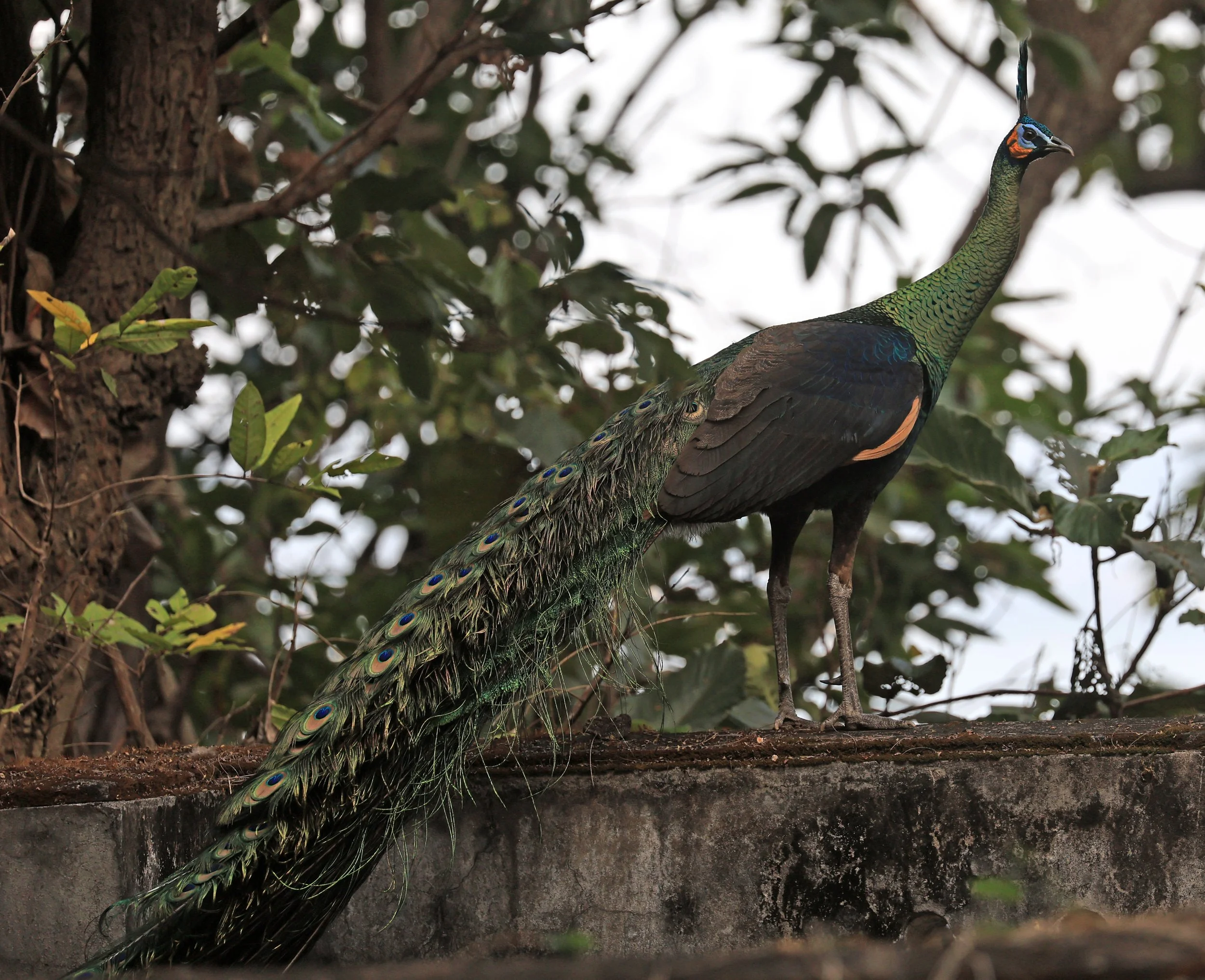 Green Peafowl (Pavo muticus) Doi Butsarakham Phayao Province (27).jpg