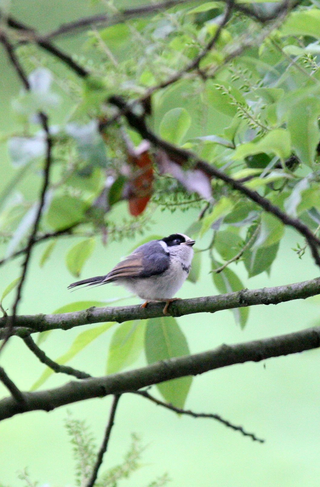 Black-throated Bushtit (Aegithalos concinnus) Hongcun Village, Anhui China (14).JPG
