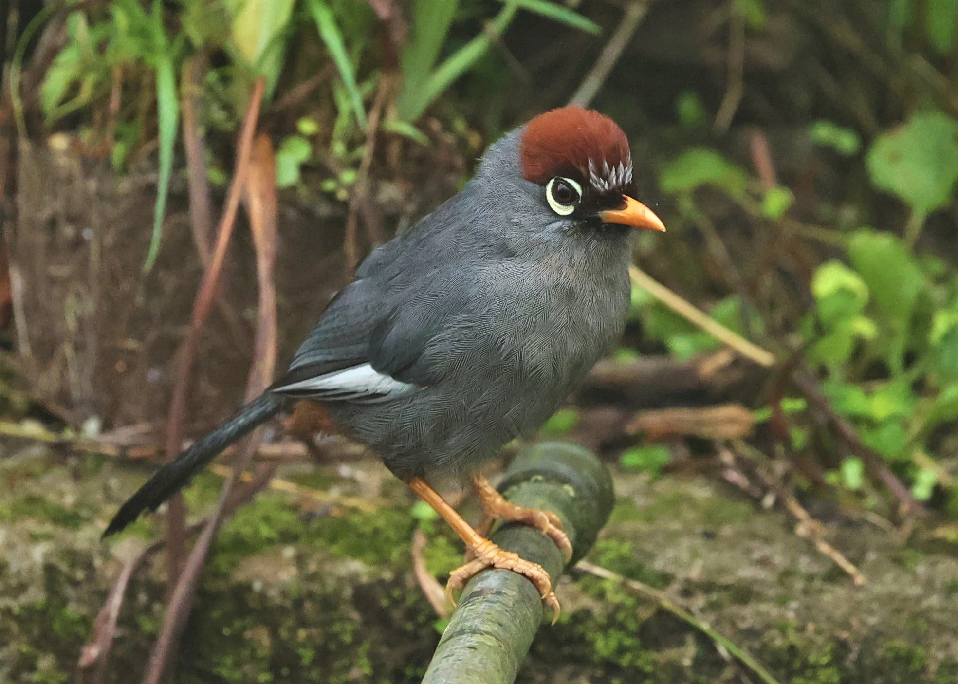 Pterorhinus mitratus - CHESTNUT-CAPPED LAUGHINGTHRUSH - FRASER'S HILL RAUB DISTRICT PAHANG MALAYSIA (15).jpg