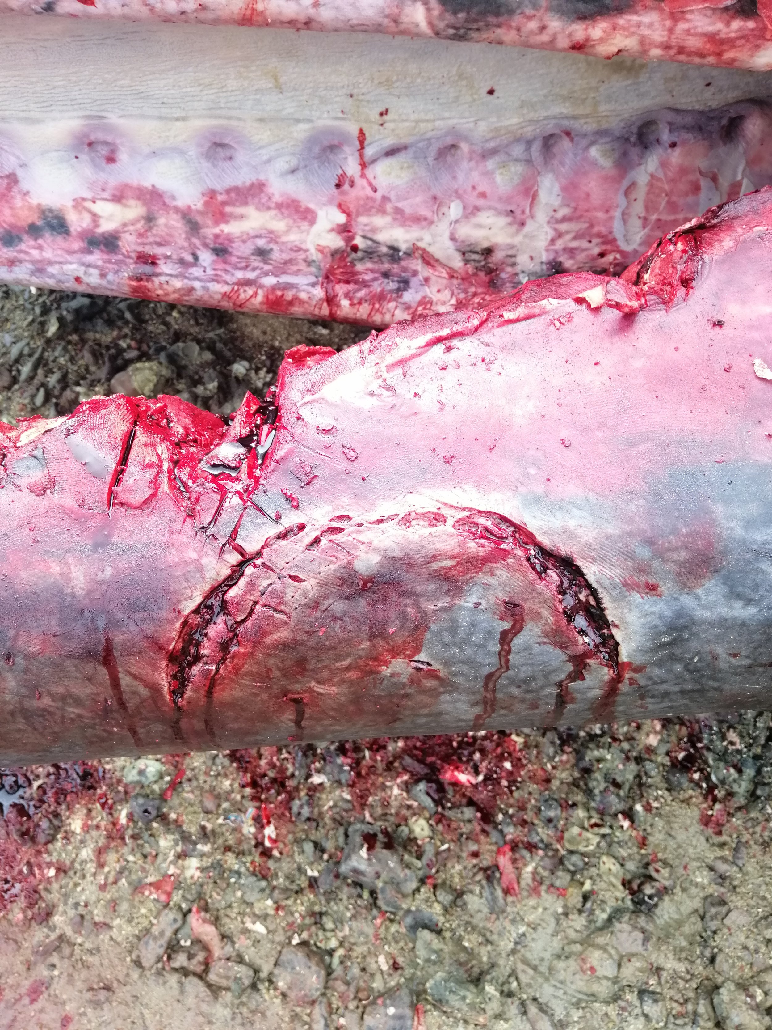 2019 Koh Lanta Dead Sperm Whale Summer Trip (9).jpg