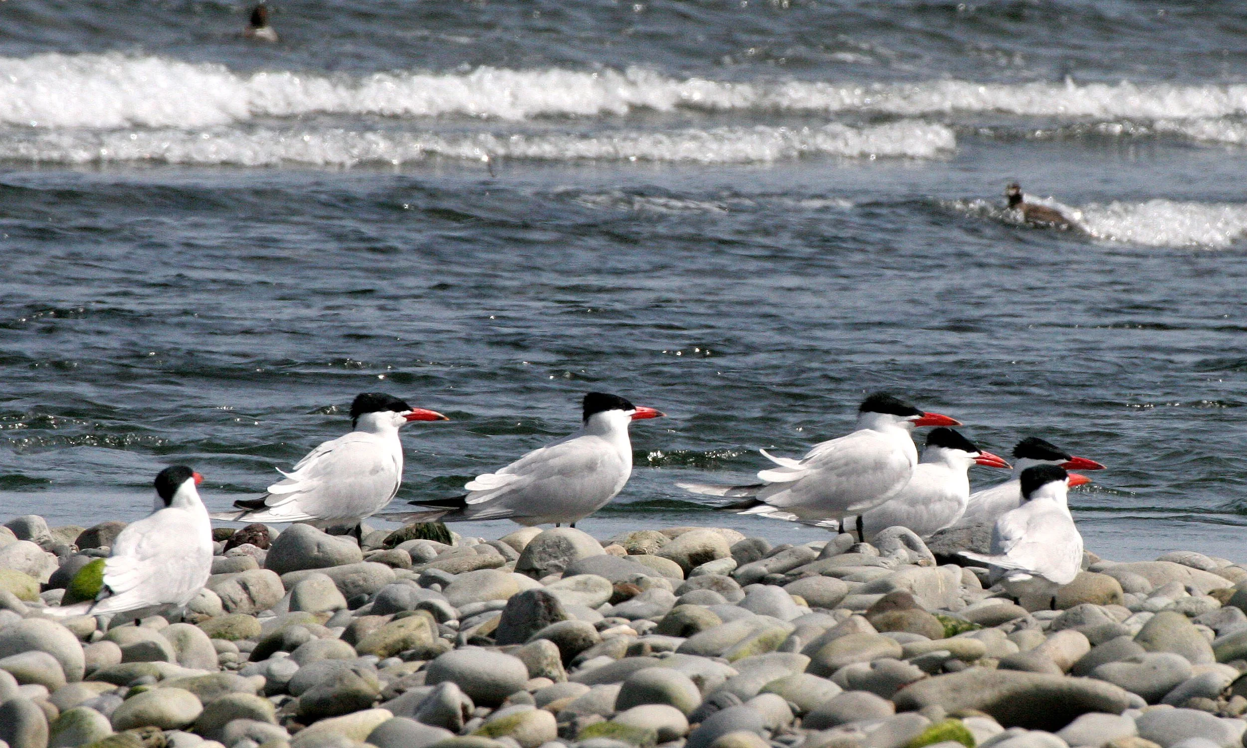 BIRD - TERN - CASPIAN TERNS - ELWHA RIVER MOUTH WA (52).JPG