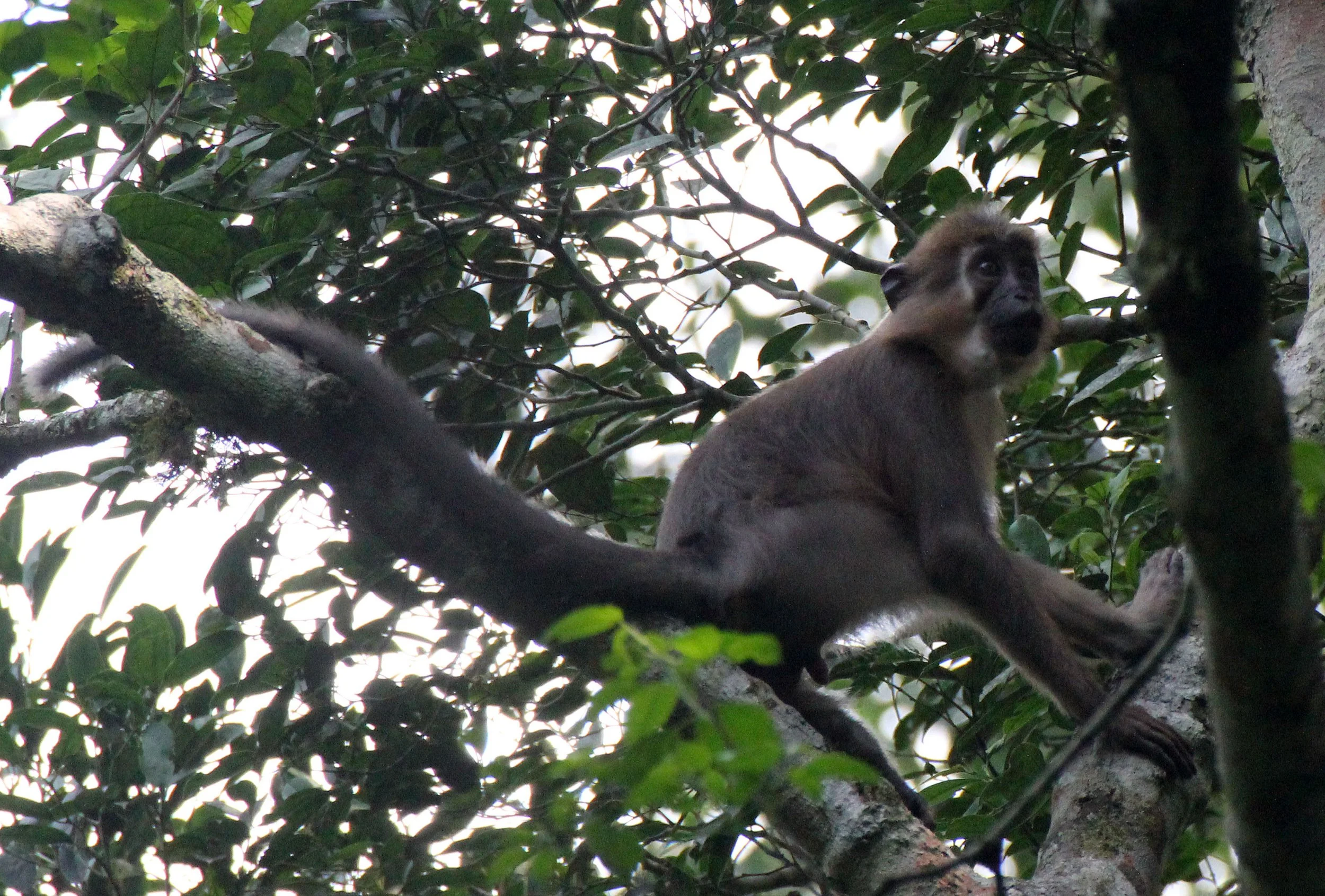 CERCOPITHECIDAE - Cercocebus agilis - AGILE MANGABEY - DZANGA NDOKI NATIONAL PARK CENTRAL AFRICAN REPUBLIC (4).JPG