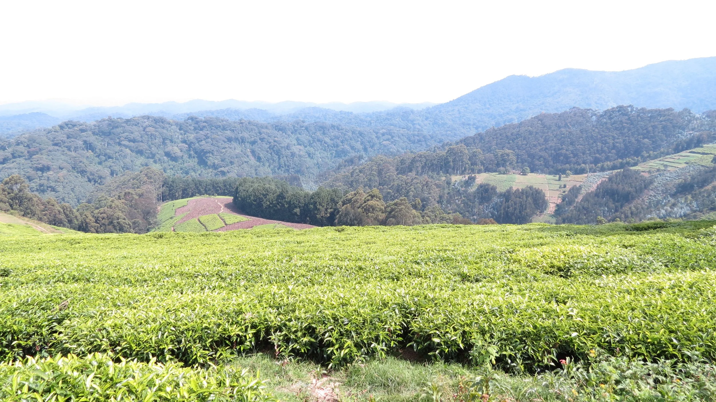 NYUNGWE NATIONAL PARK RWANDA (578).JPG