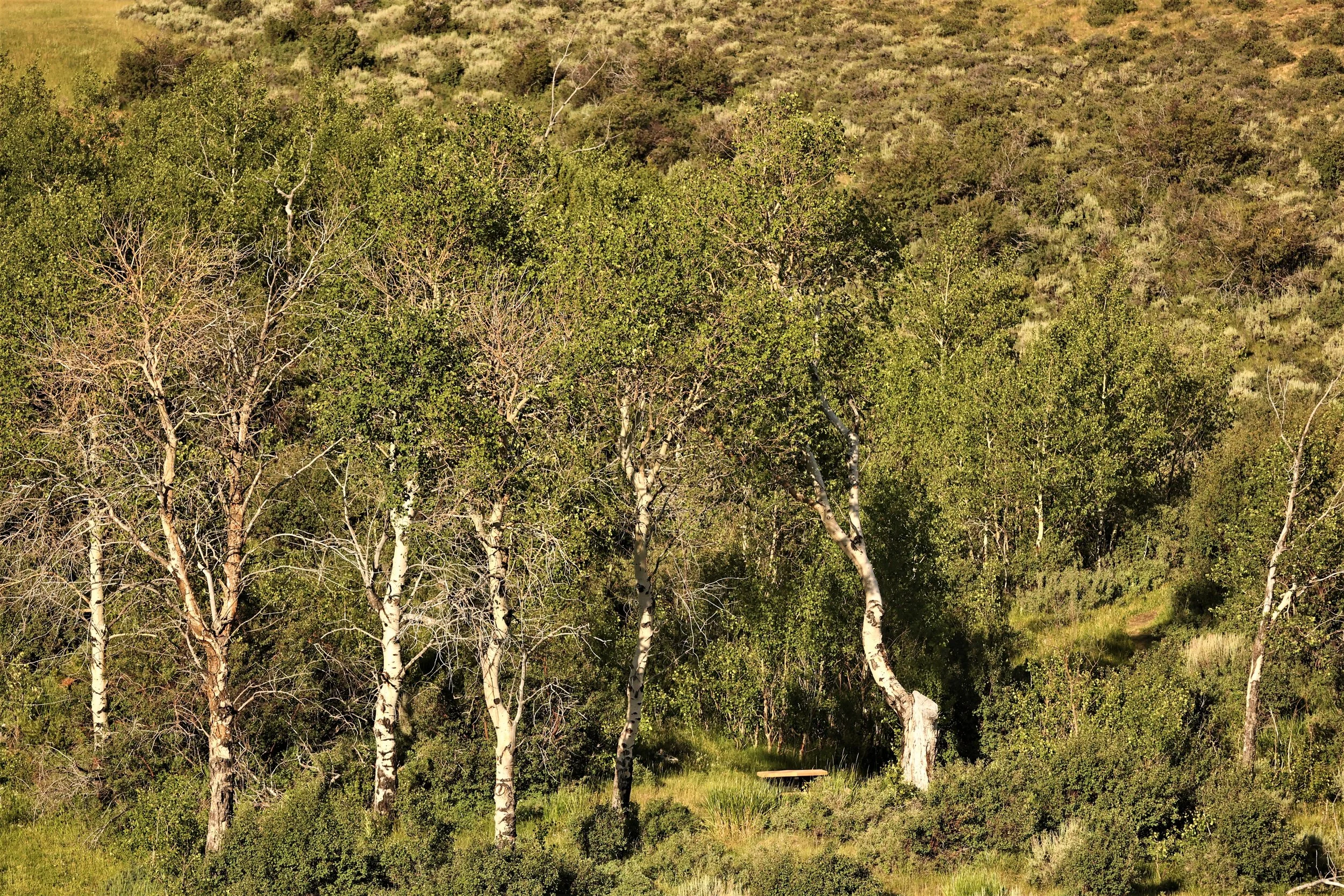 FOSSIL BUTTES NATIONAL MONUMENT WYOMING (103).jpg