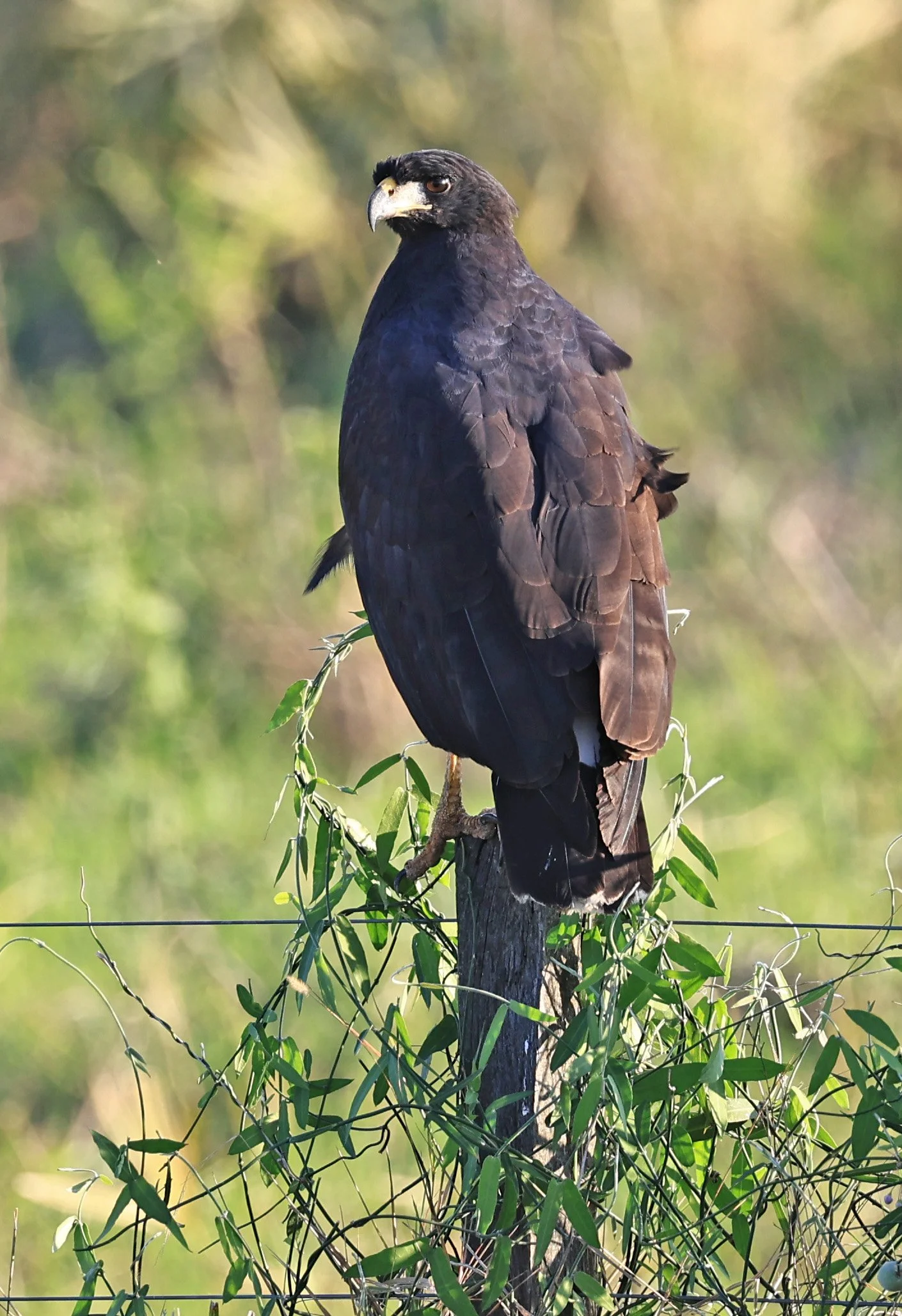 Great Black Hawk (Buteogallus urubitinga) Wetlands along Road between Pozo Colorado & Asuncion (6).jpg