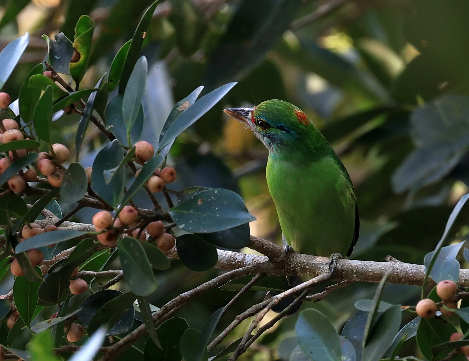 Moustached Barbet (Psilopogon incognitus) Khao Yai National Park Feb 2026 Day 2 (16).jpg