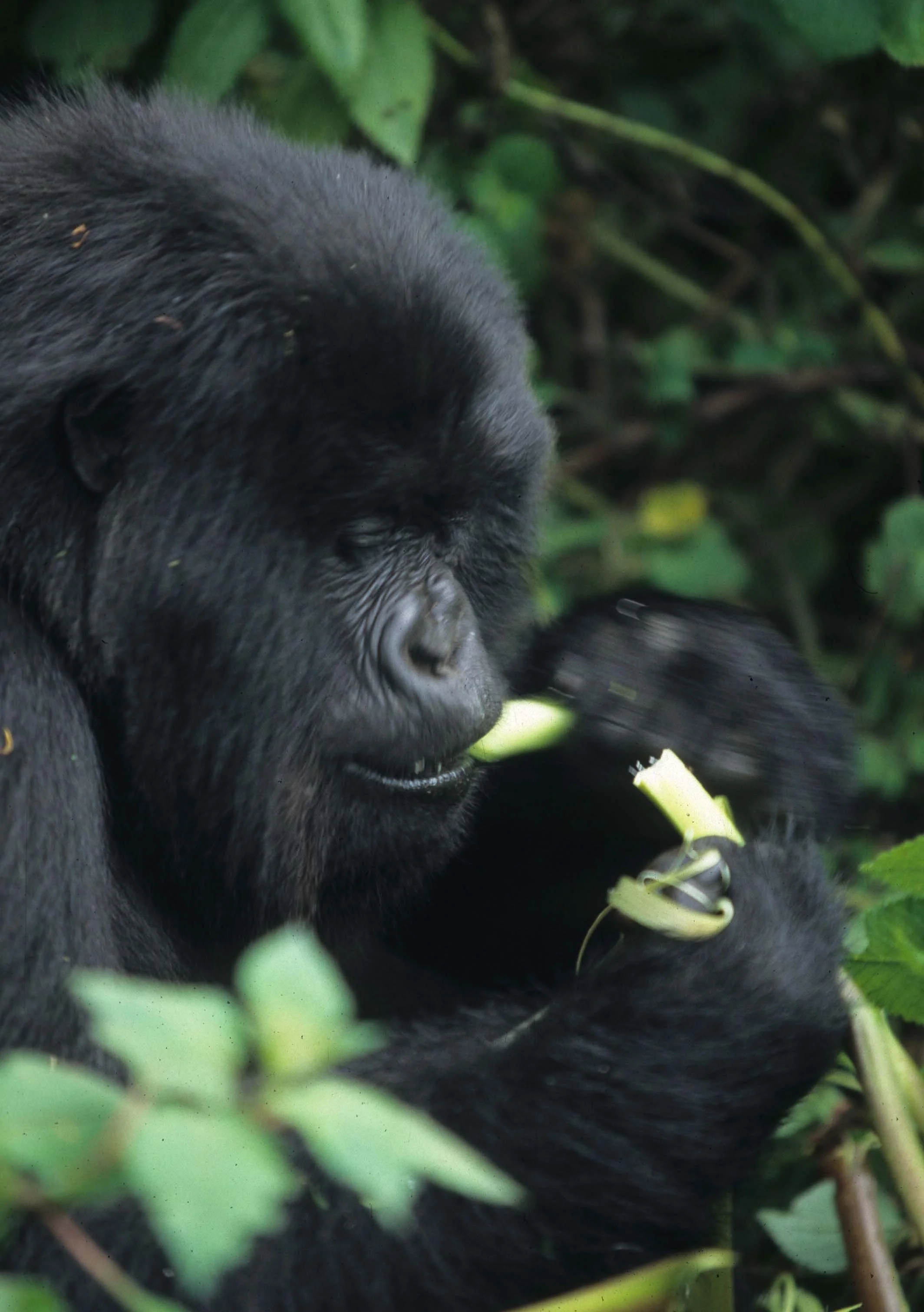 PRIMATE - GORILLA-RWANDA PARC DU VULCANS (33).jpg