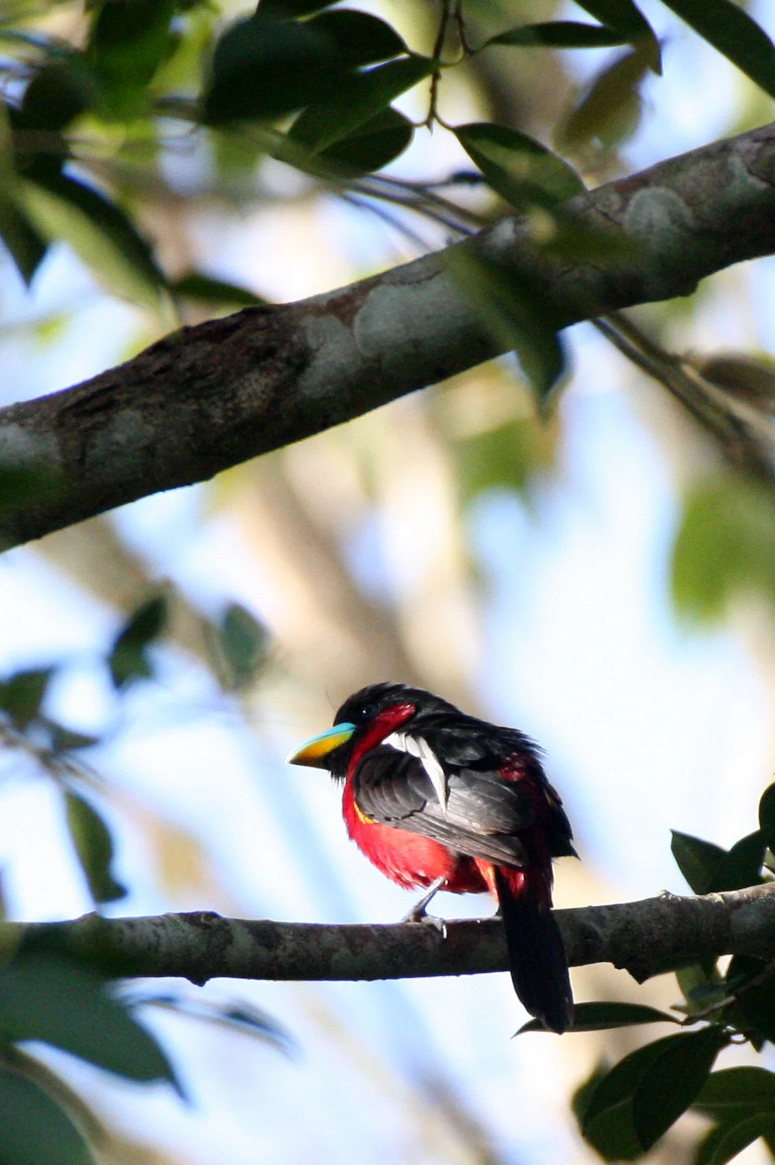 BROADBILL - BLACK AND RED BROADBILL - Cymbirbynchus macrorhynchus - KAENG KRACHAN NP THAILAND (10).JPG