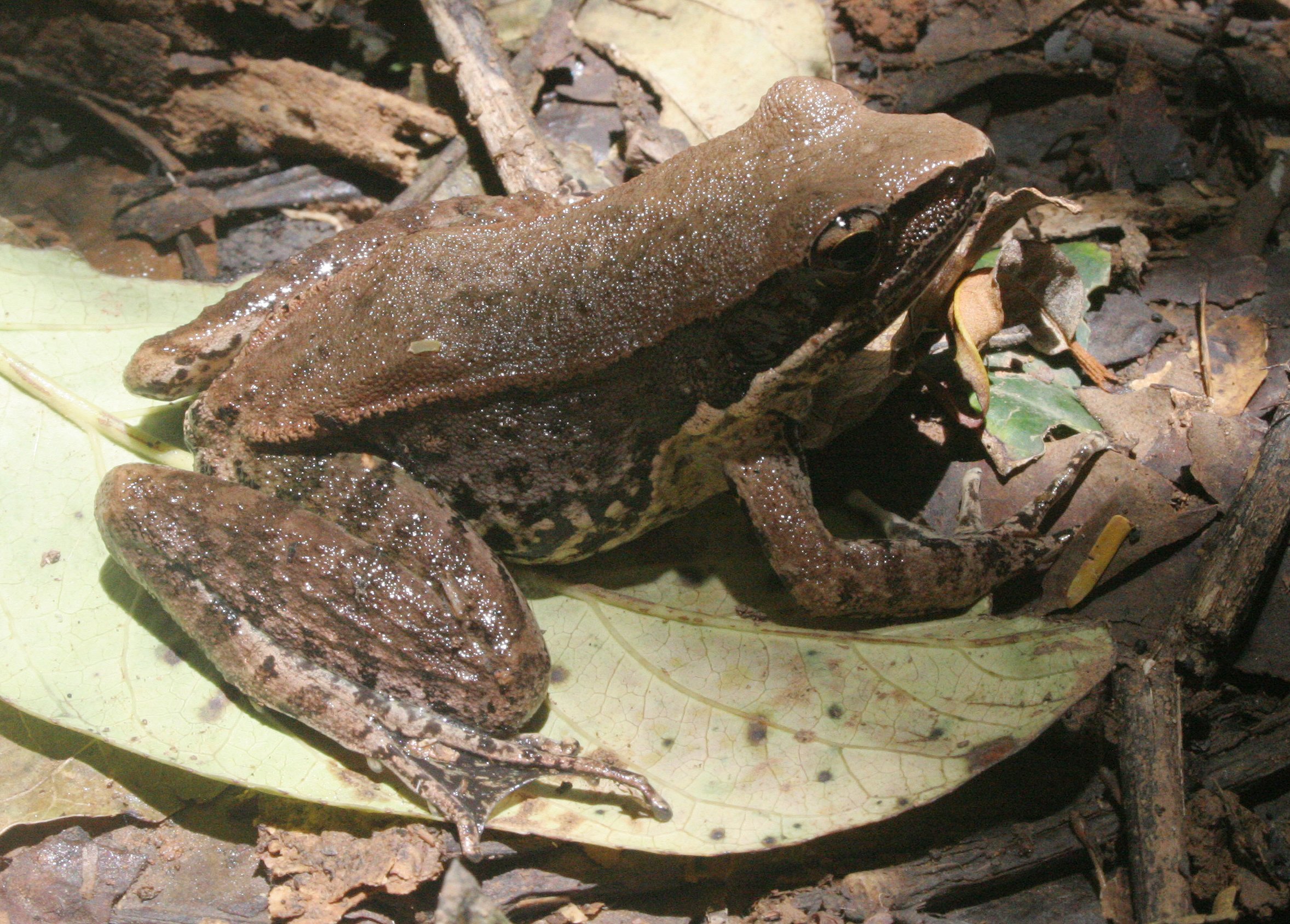 Unidentified Species 8 - Khao Yai NP, Thailand