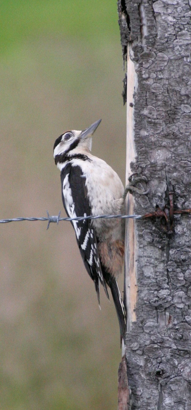 BIRD - WOODPECKER - GREAT SPOTTED - HORNOYA NORWAY (3).jpg