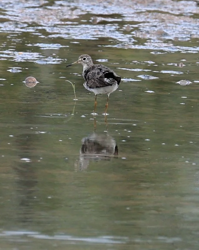 Lesser Yellowlegs (Tringa flavipes) Chaco Lodge & Laguna Salada Paraguay (1).jpg