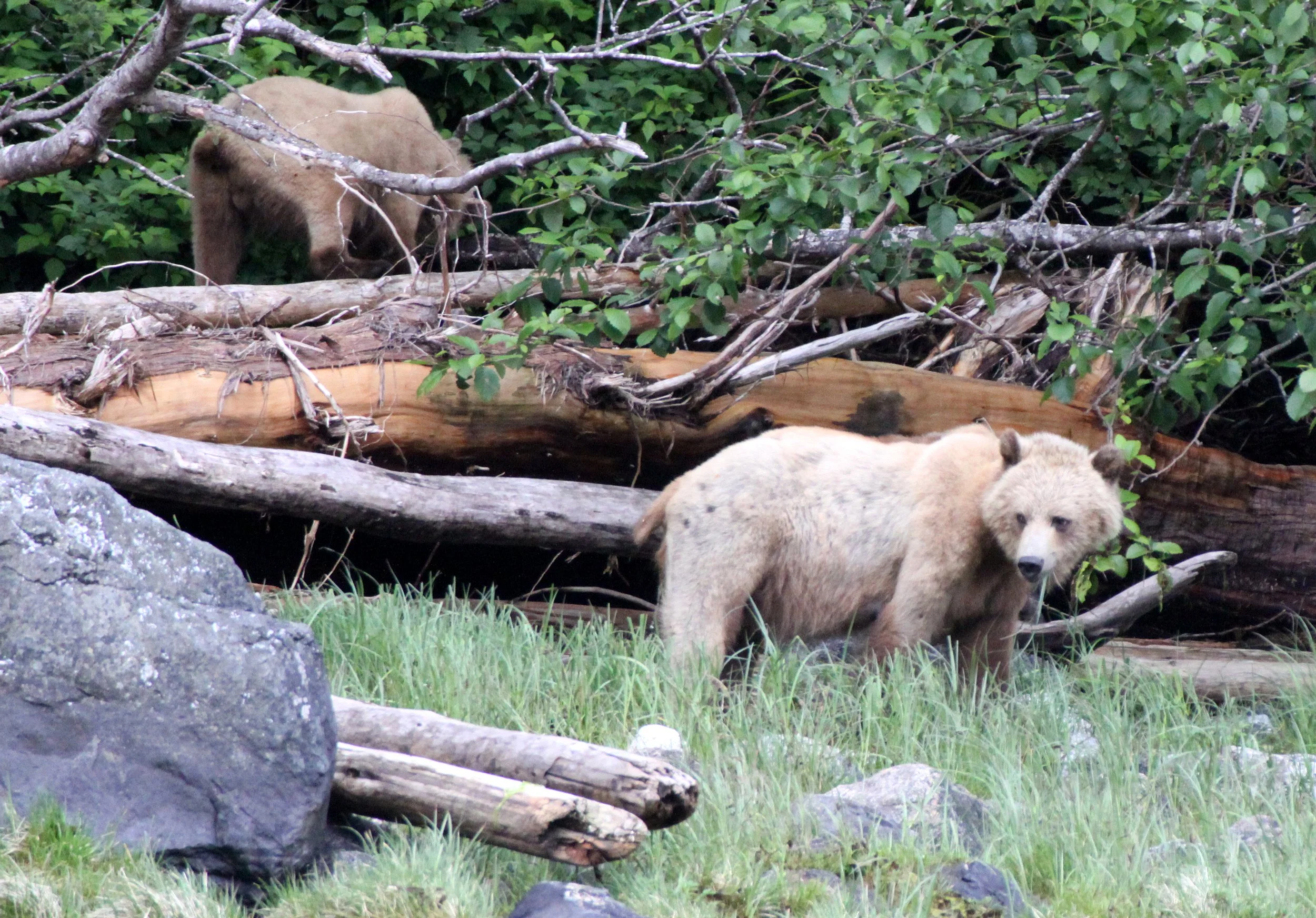 Ursus arctos stikeenensis - STICKEEN'S GRIZZLY BEAR - ROLL AND HER CUB - SOM'S - KNIGHT'S INLET BRITISH COLUMBIA (8).JPG