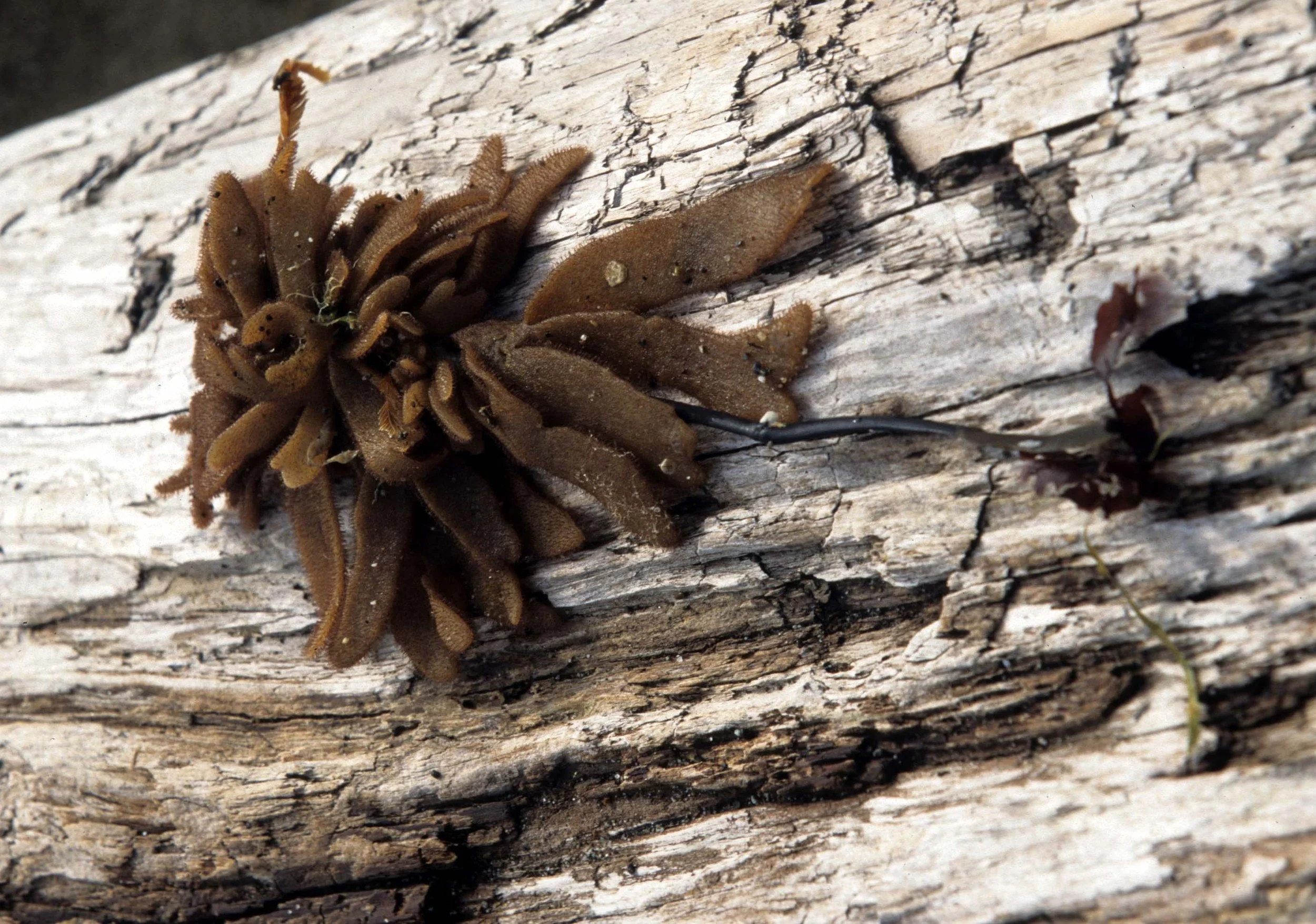CALIFORNIA - BODEGA BAY - MARINE ALGAE SPECIES (21).jpg