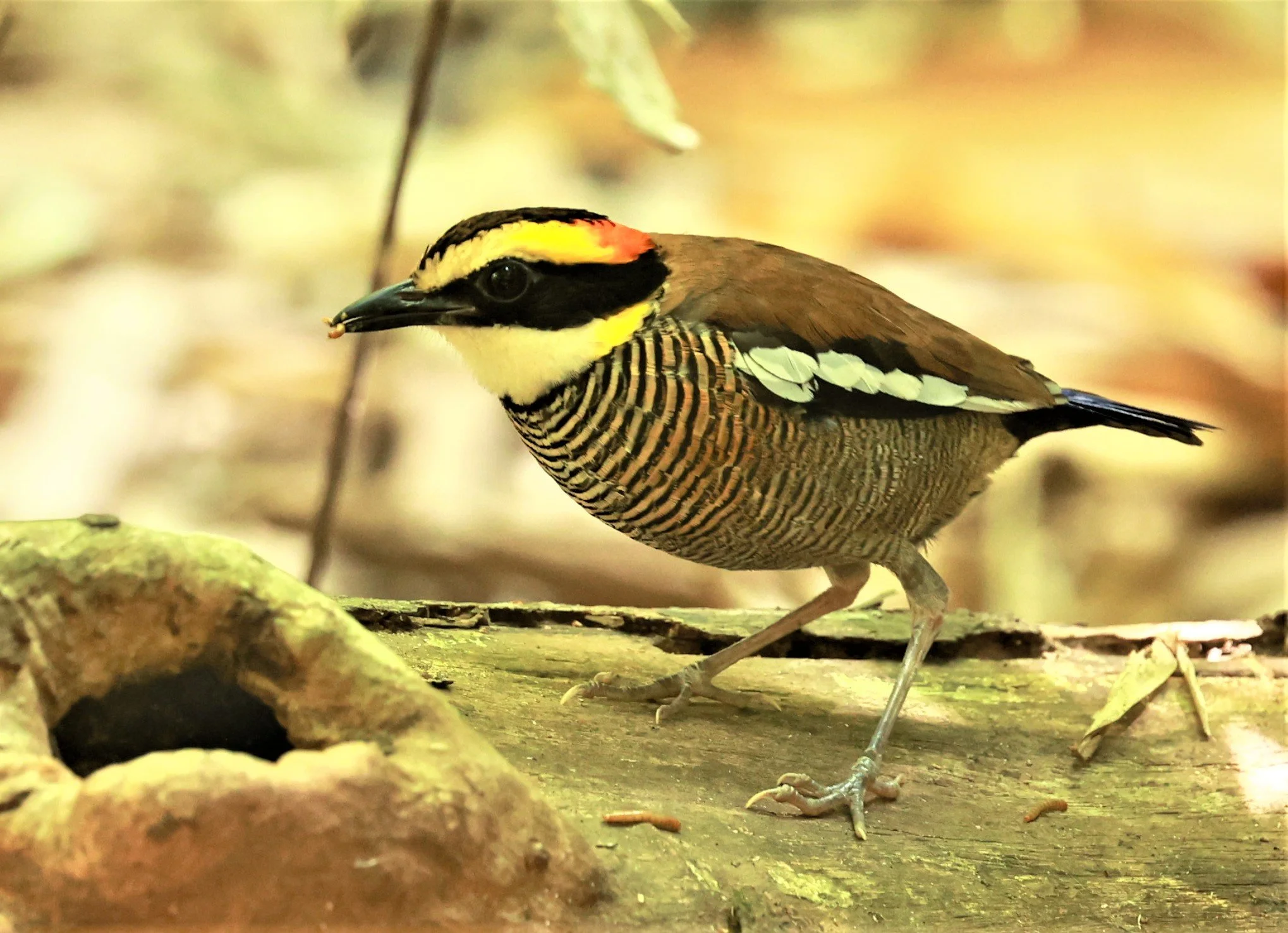 PITTA - Malayan banded pitta - Hydrornis irena - Si Phang Nga National Park, Thailand Feb 18-19, 2023 (60).jpg
