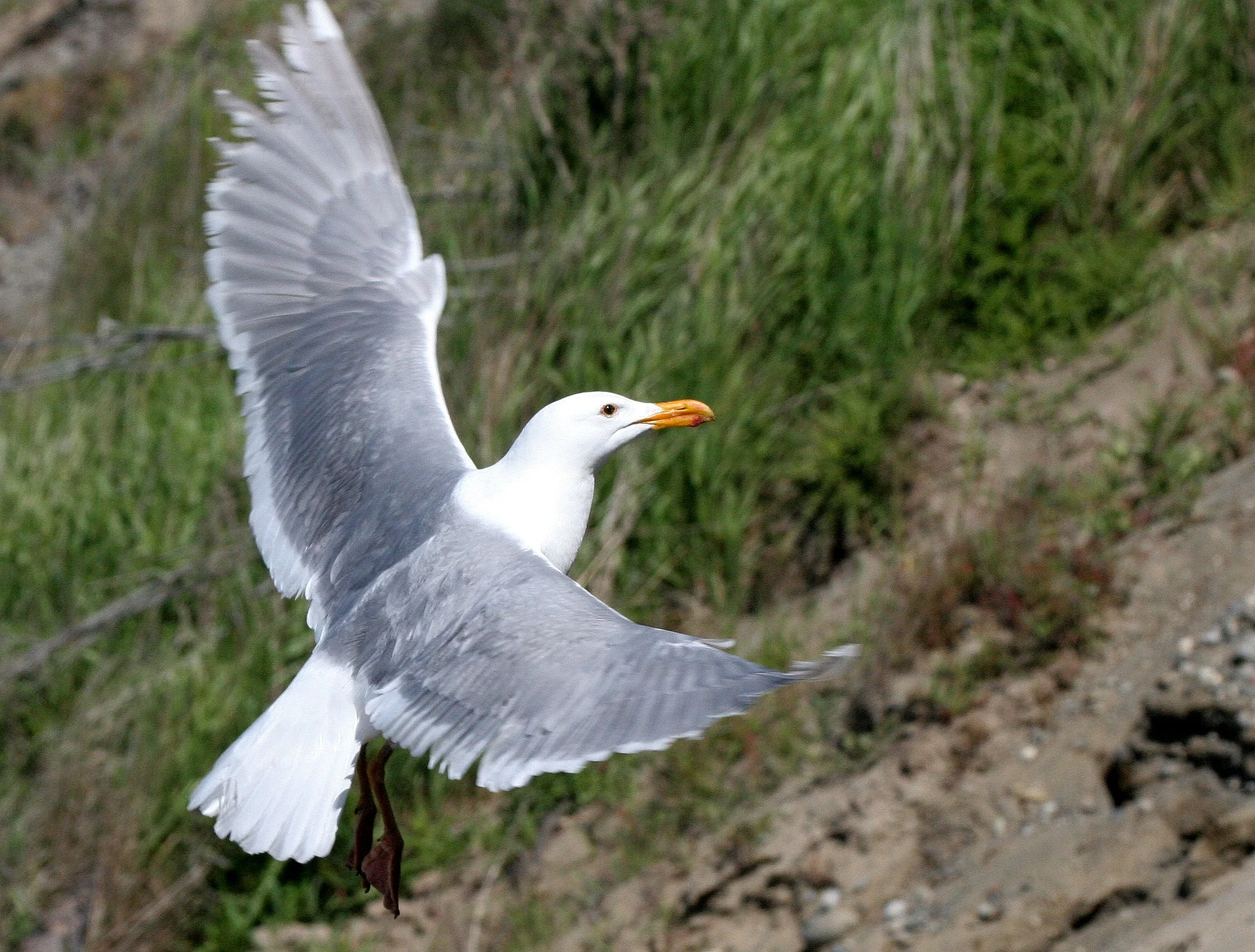 BIRD - GULL - GLAUCOUS WINGED GULL - DUNGENESS SPIT WILDLIFE RESERVE WA (22).JPG