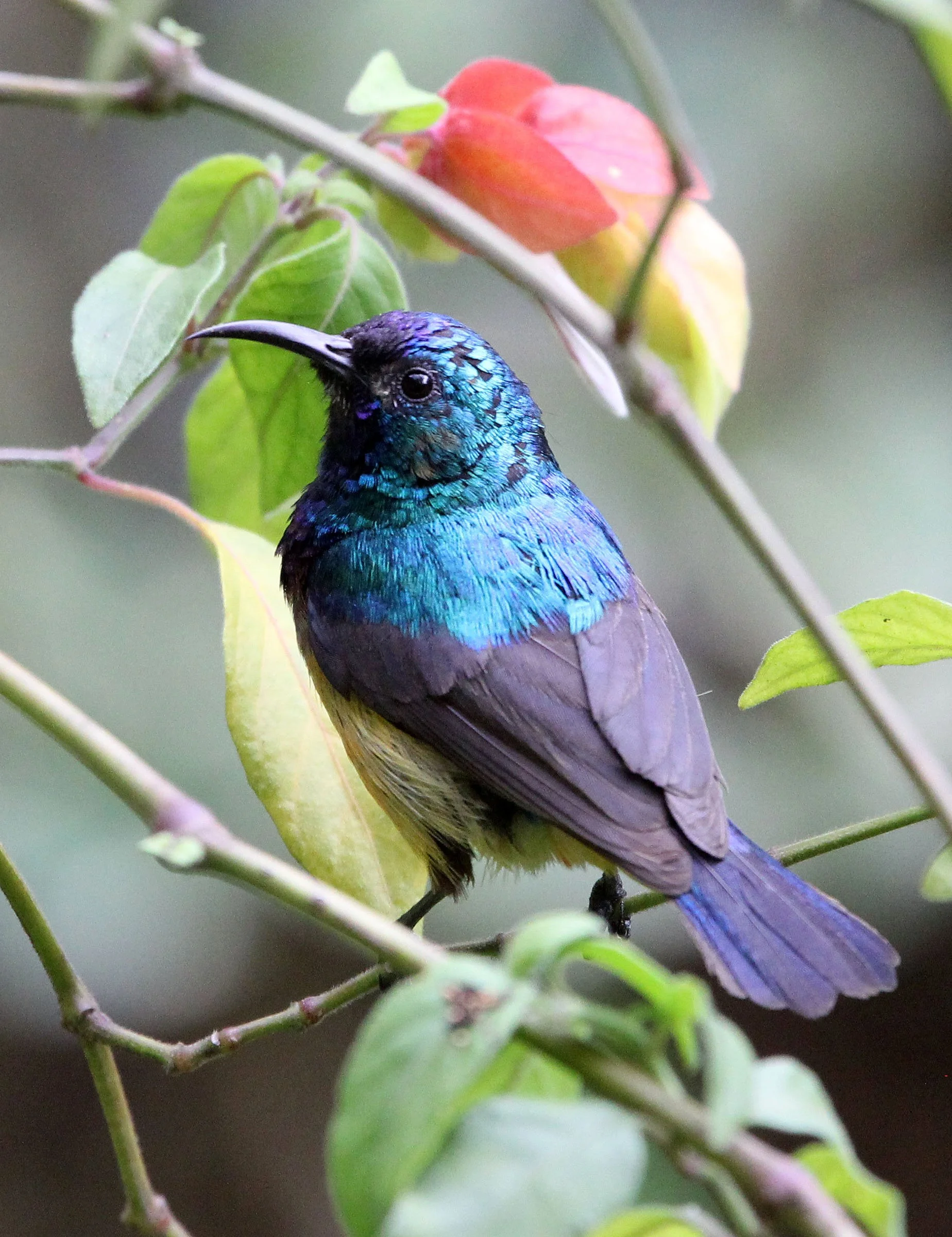BIRD - SUNBIRD - REGAL SUNBIRD - RUHENGERI RWANDA (3).JPG