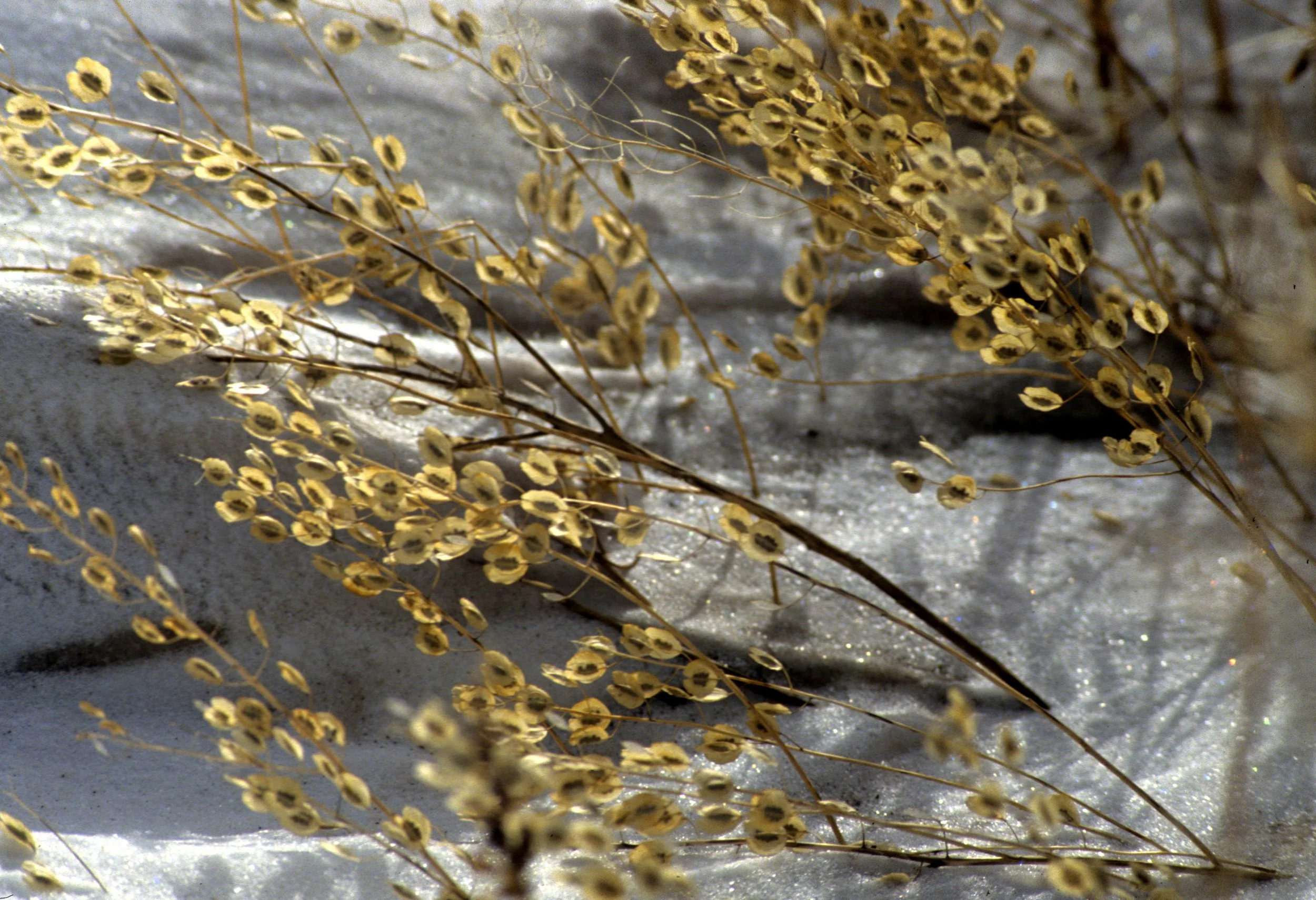 YELLOWSTONE IN WINTER - GRASSES.jpg