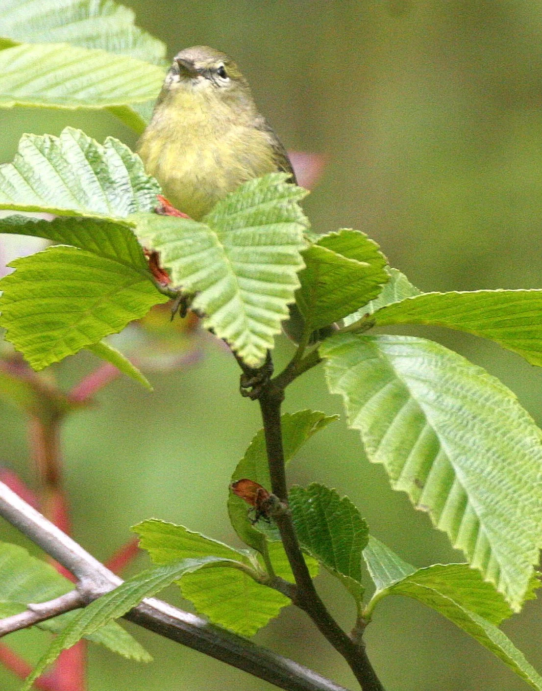 BIRD - WARBLER - ORANGE-CROWNED WARBLER - LAKE FARM WOODS (9).JPG