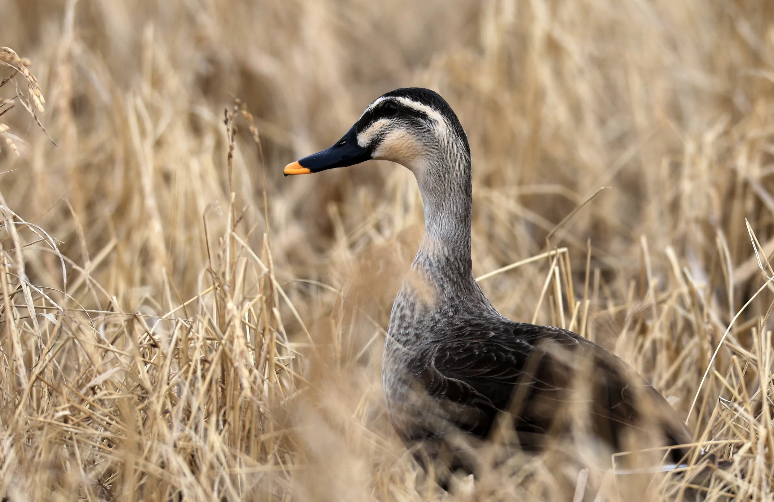 Eastern Spot-billed Duck (Anas zonorhyncha) Izumi Crane Park & Center, Izumi Kagoshima Kyushu Japan (13).jpg
