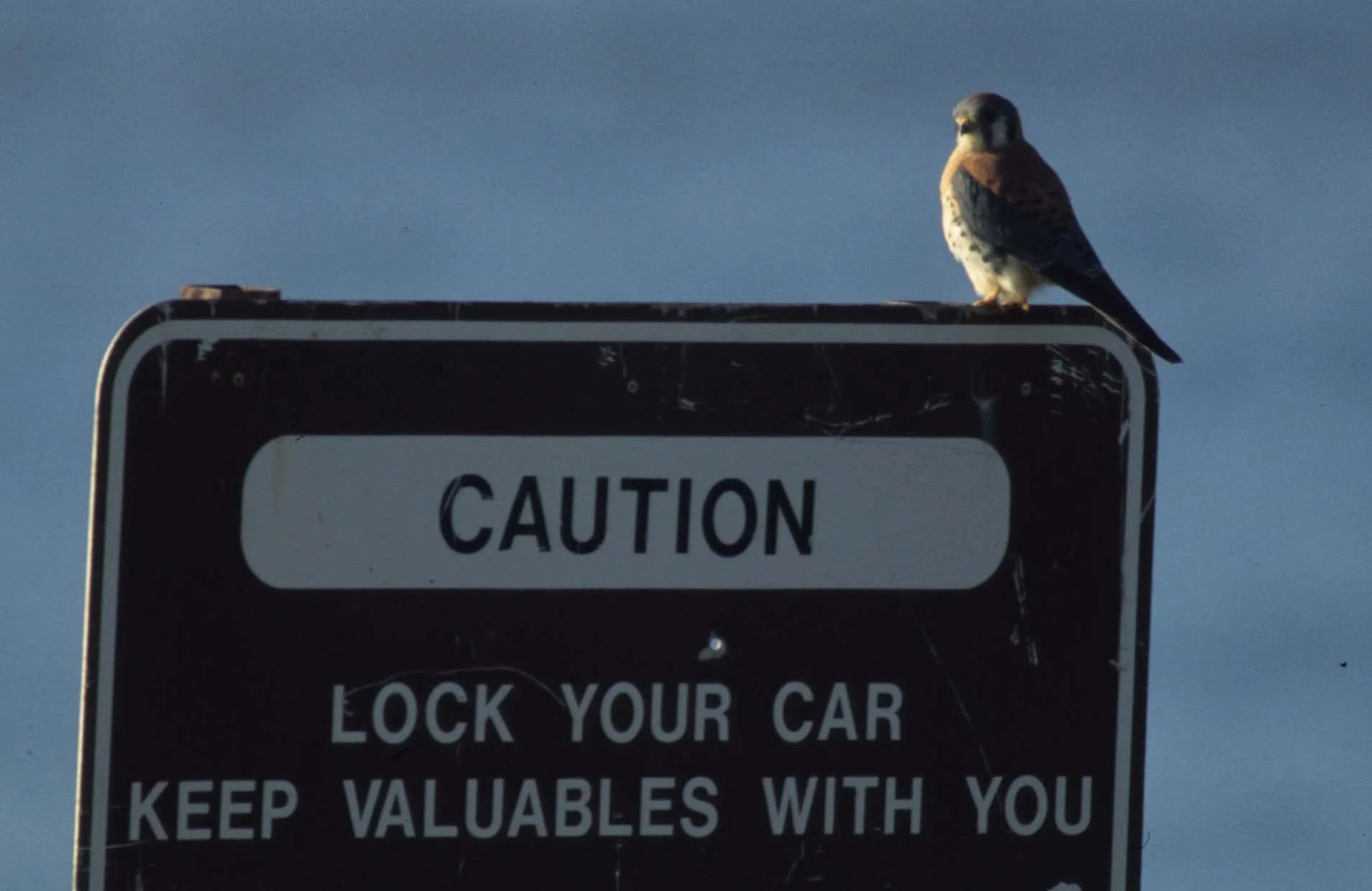 BIRD - AMERICAN KESTREL - REDWOODS NP AREA (2).jpg