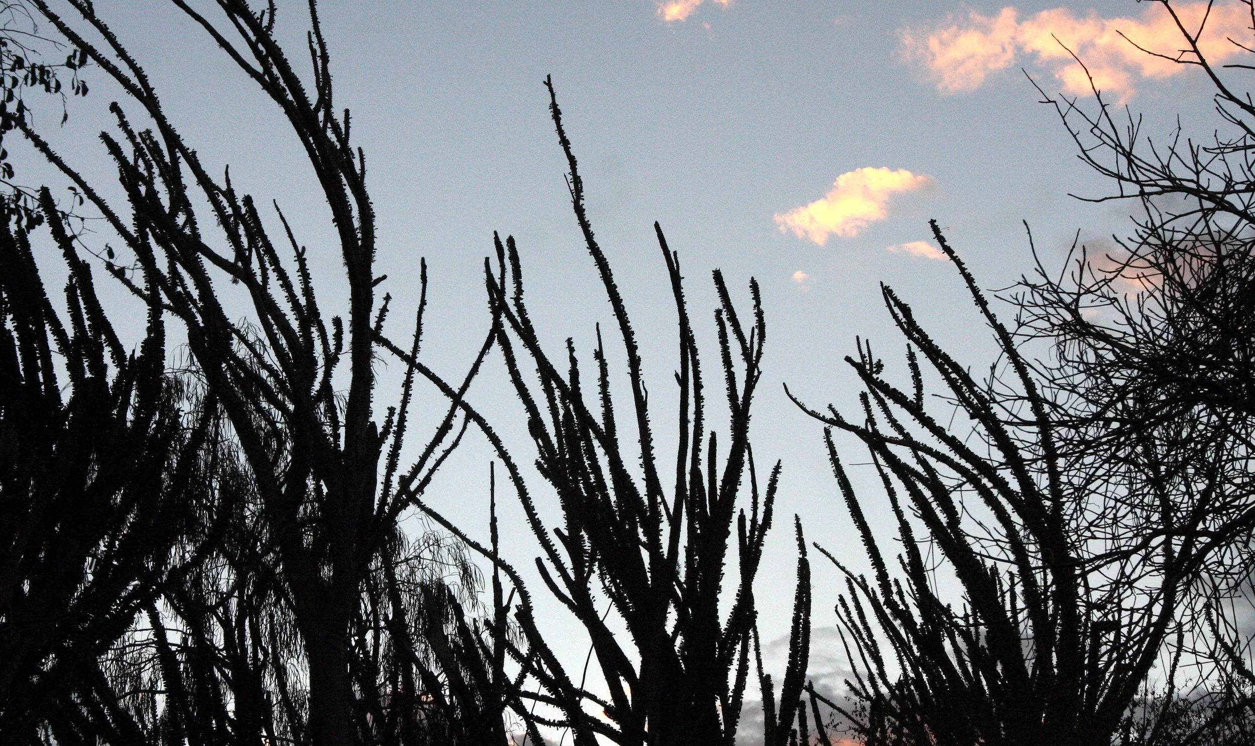 BERENTY RESERVE MADAGASCAR - SUNSET OVER THE SPINY FOREST (5).JPG