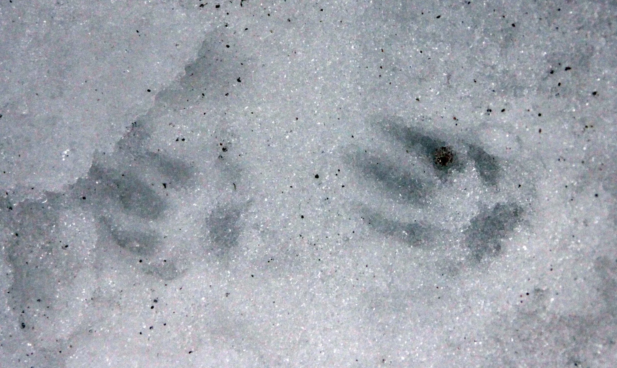 AILURIDAE - RED PANDA SIGN - WAWU SHAN SICHUAN (8).JPG