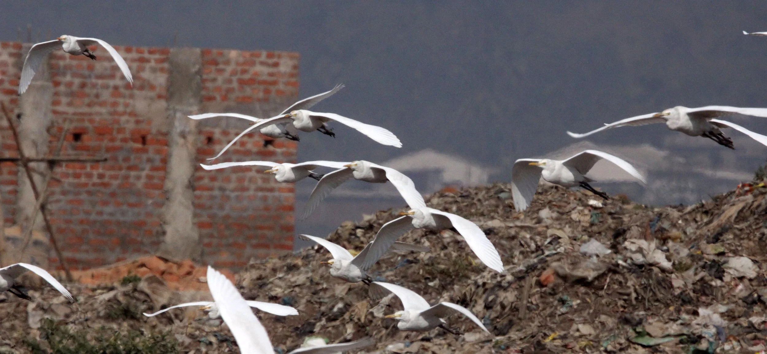 EGRET - CATTLE EGRET (EASTERN) - Bubulcus coromandus - GUWAHATI DUMP ASSAM INDIA (17).JPG