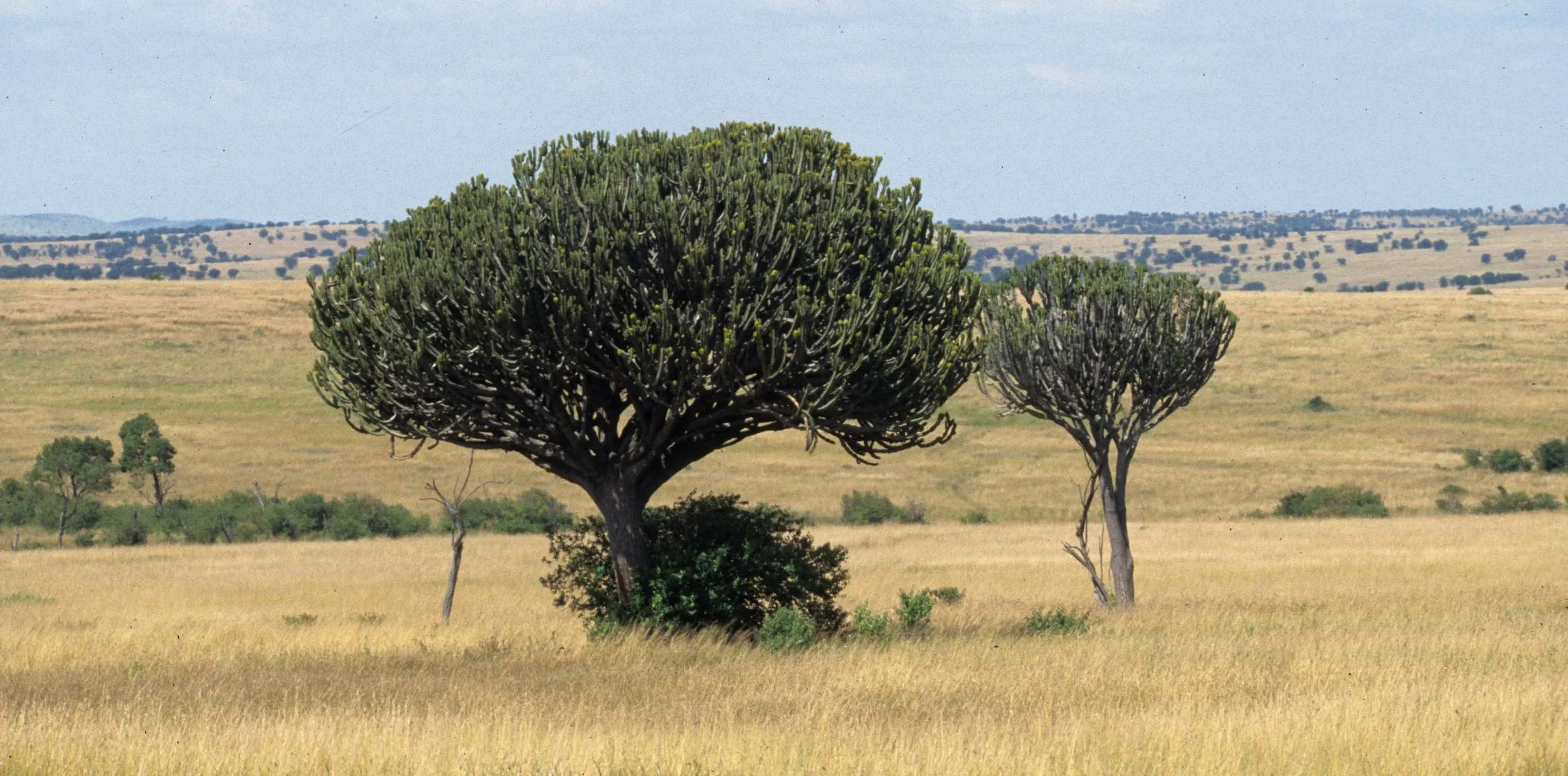 SERENGETI - EUPHORB.jpg