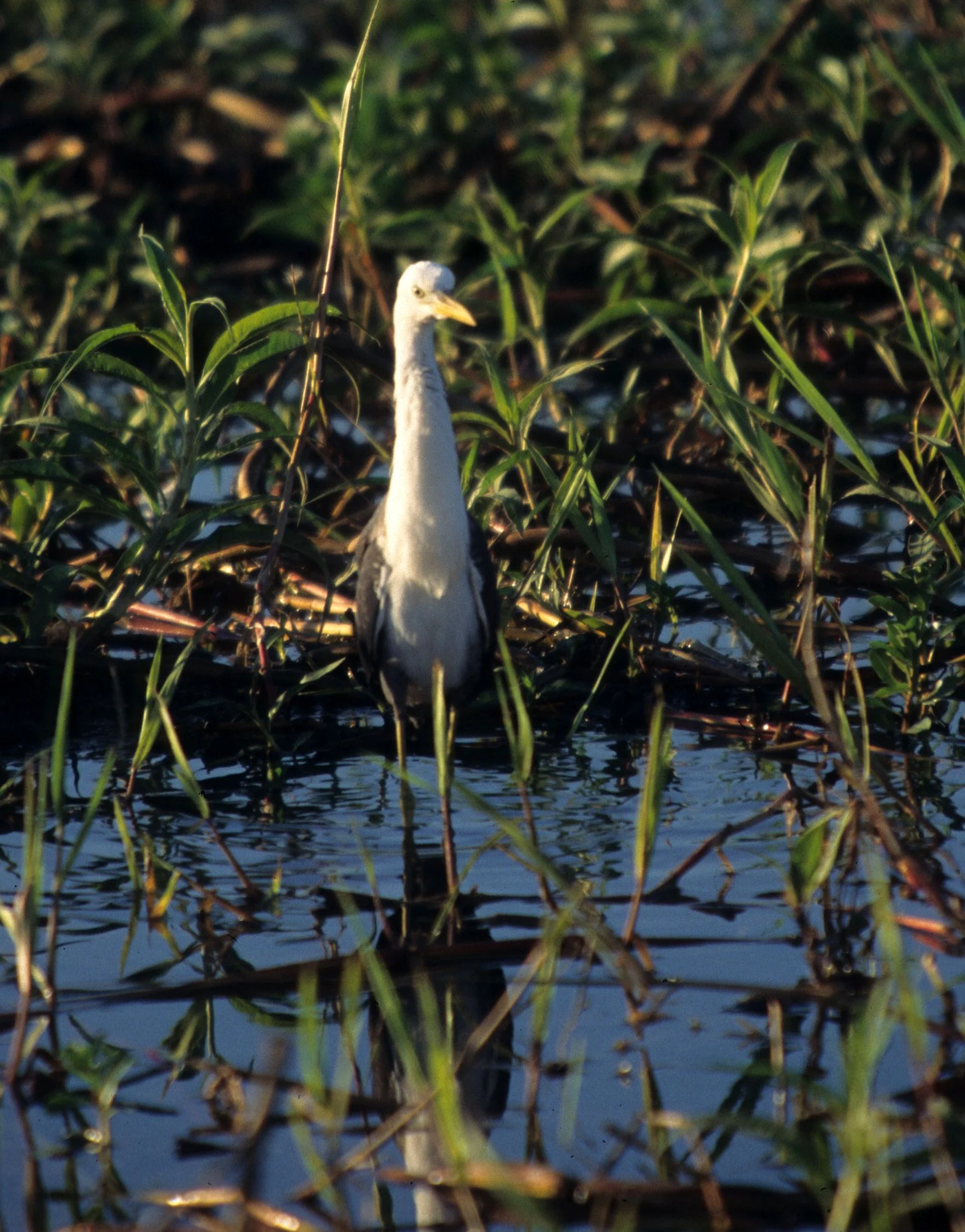 BIRD - HERON - PIED HERON - KAKADU.jpg