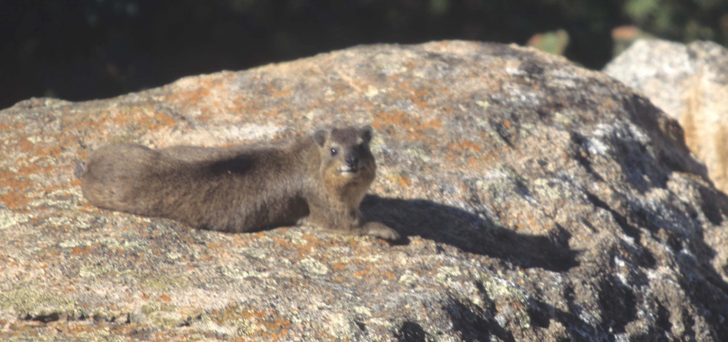 ROCK HYRAX - ZIMBABWE.jpg