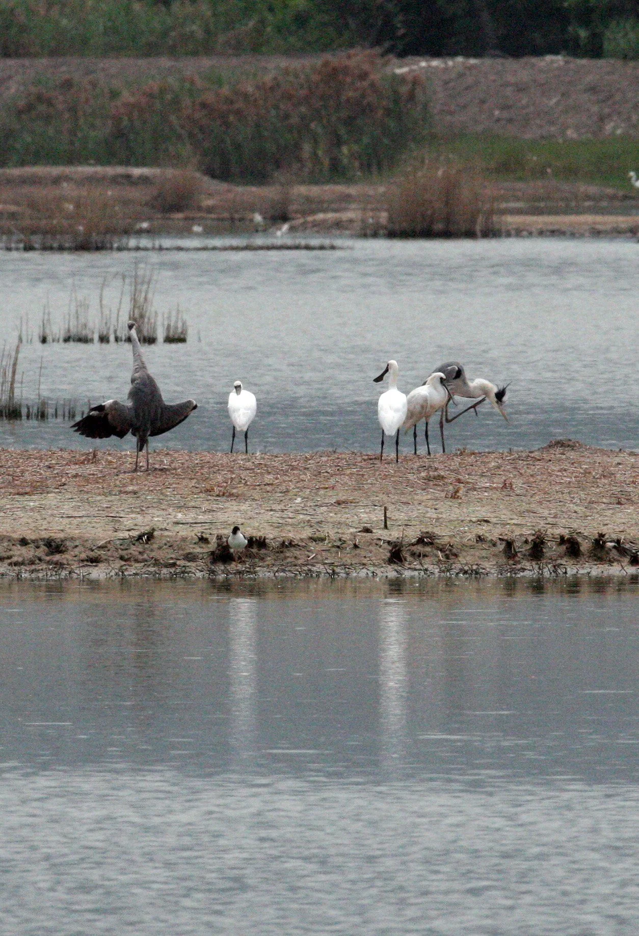 SPOONBILL - BLACK-FACED SPOONBILL - Platalea minor - MAI PO WETLANDS HONG KONG (115).JPG