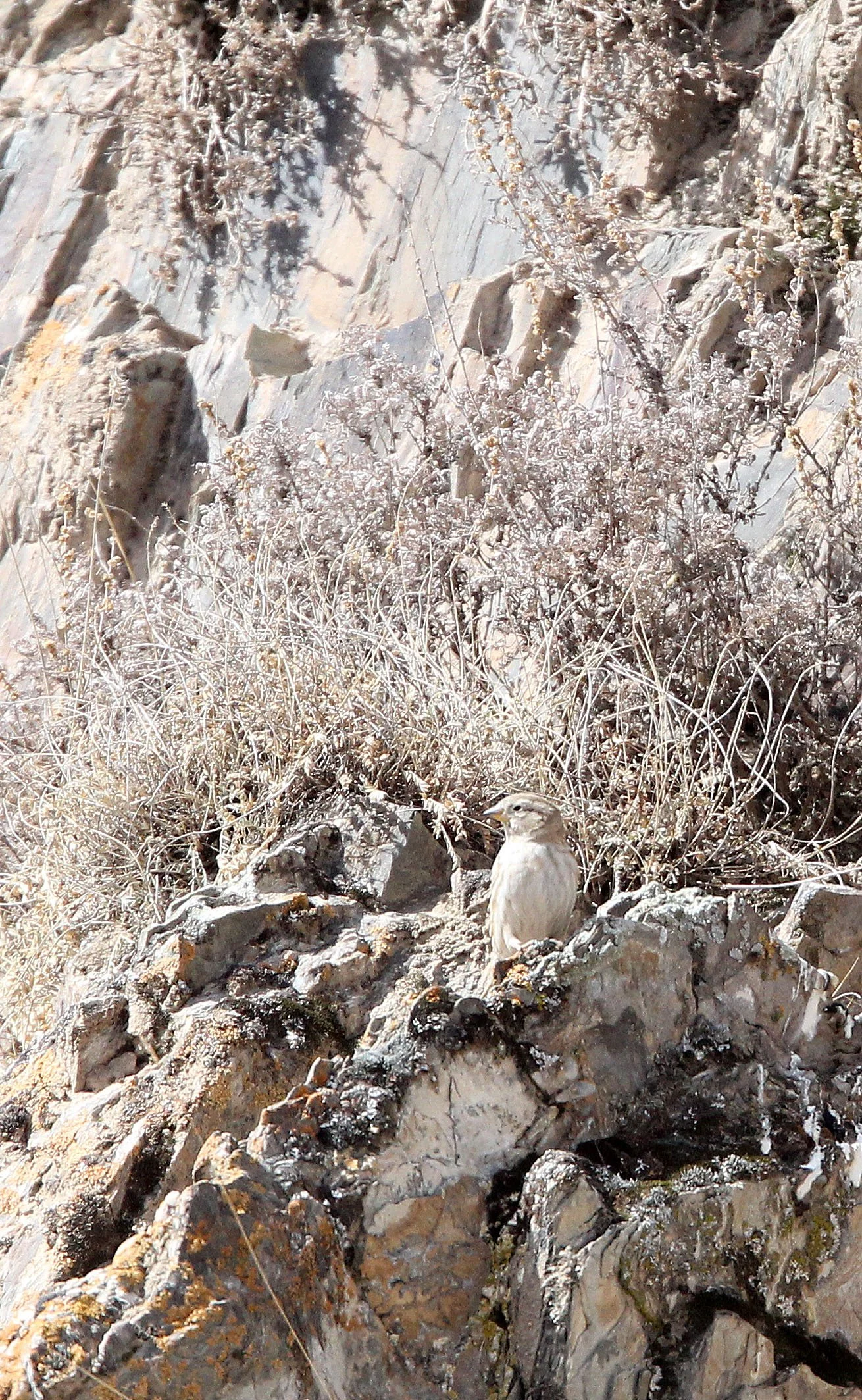 Plain Mountain Finch (Leucosticte nemoricola) Qinghai Lake, China (2).JPG