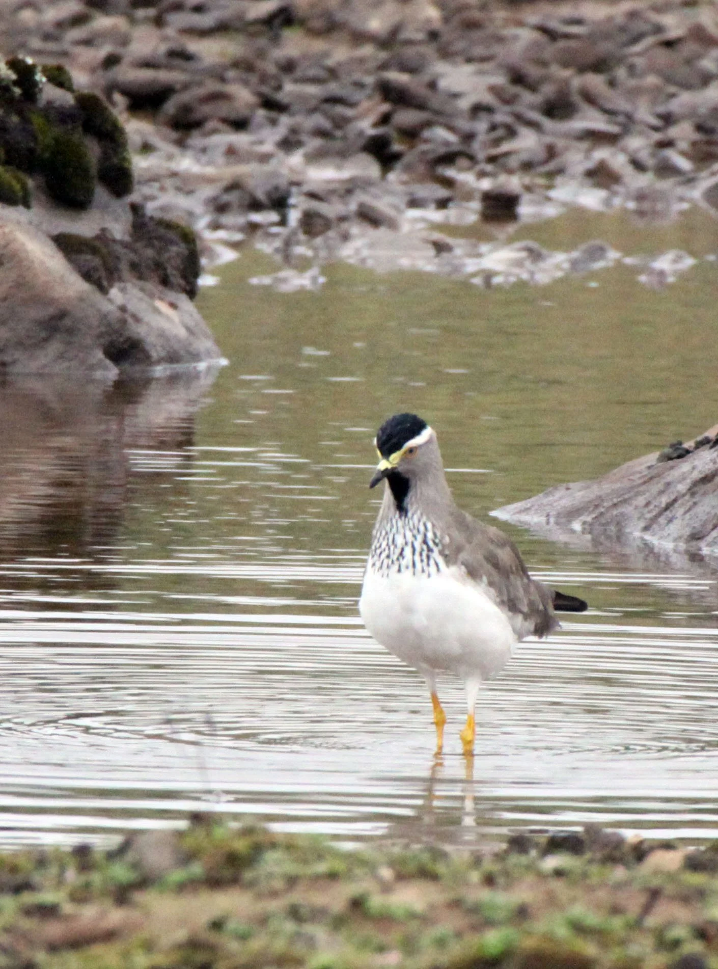 LAPWING - SPOT-BREASTED LAPWING (PLOVER) - Vanellus melanocephalus - BALE MOUNTAINS NATIONAL PARK ETHIOPIA  (2).JPG