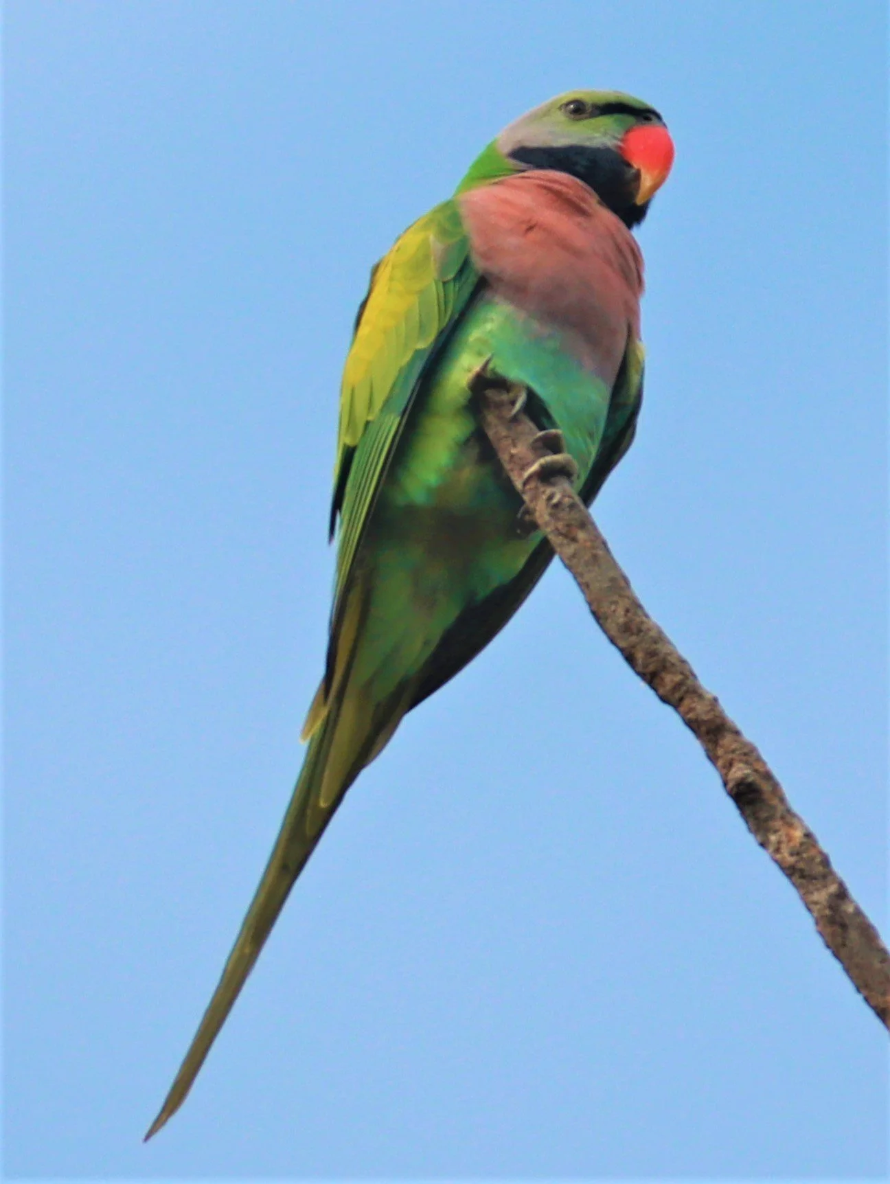 PARAKEET - RED-BREASTED PARAKEET - Psittacula alexandri - WAT SUAN YAI NONTHABURI (62).jpg