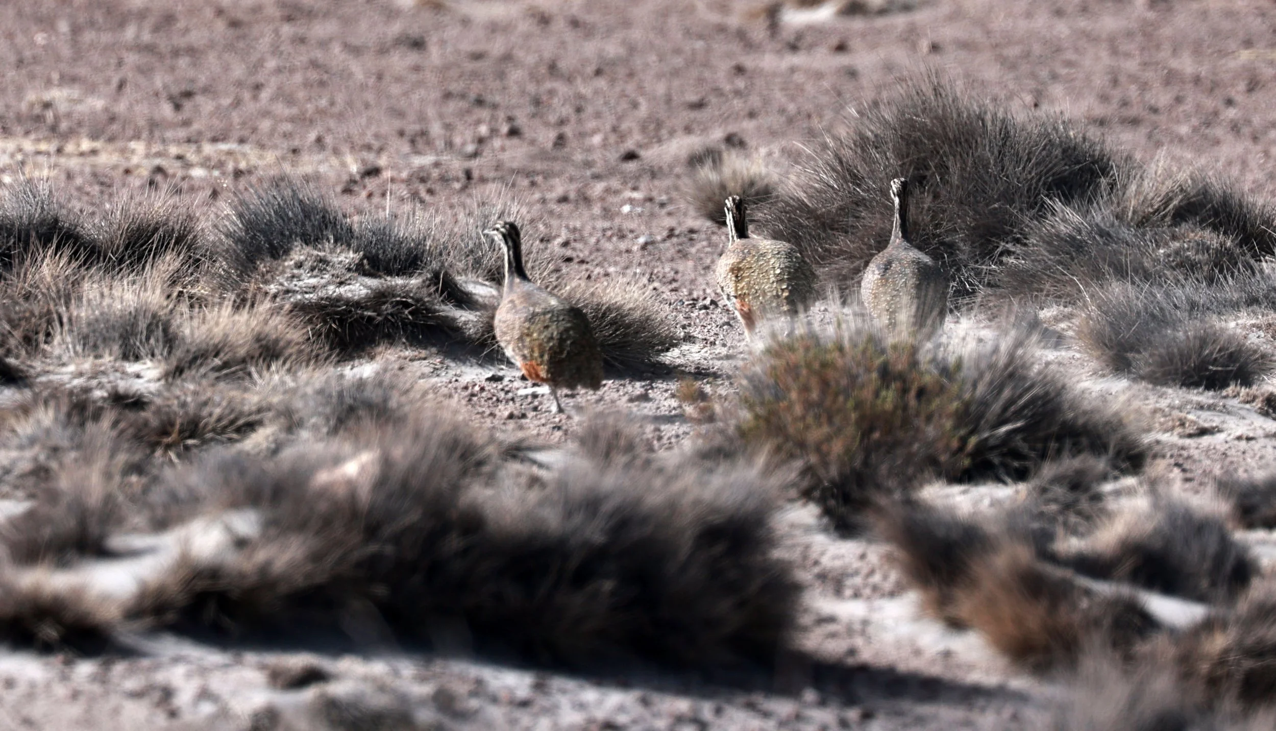 Tinamou - Ornate Tinamou - Nothoprocta ornata - Lauca National Park, Chile.JPG