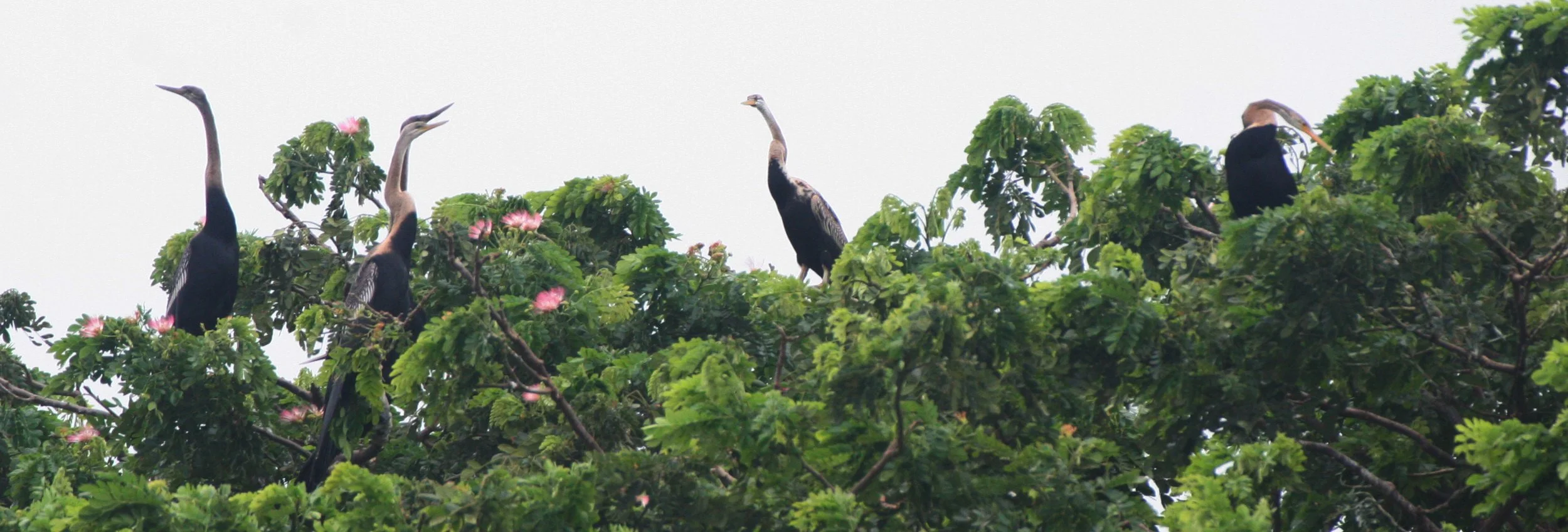 BIRD - DARTER - ORIENTAL DARTER - BUENG BORAPHET THAILAND (7).JPG