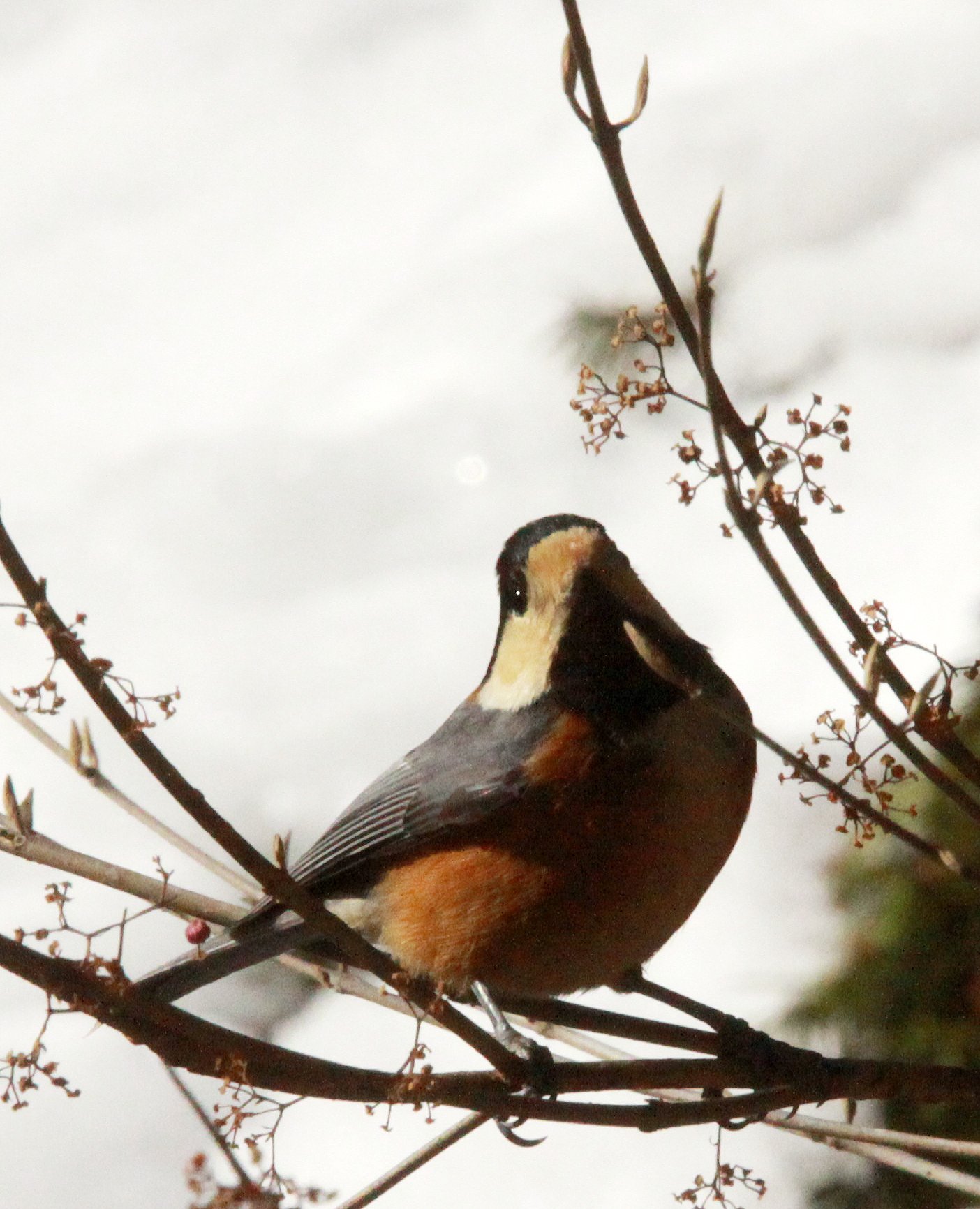 Varied Tit (Sittiparus varia) Shiobutsu Onsen, Karuizawa Japan (13).JPG