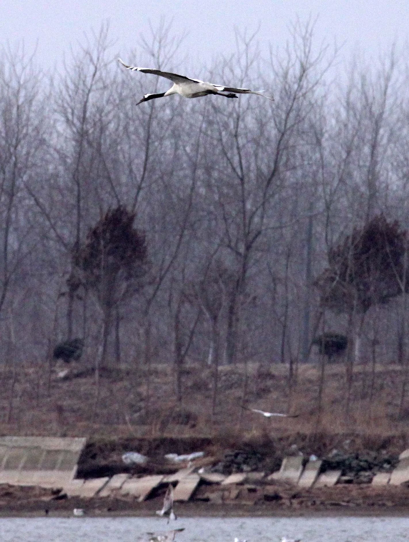 BIRD - CRANE - RED-CROWNED JAPANESE CRANE  - YANCHENG CHINA (72).JPG
