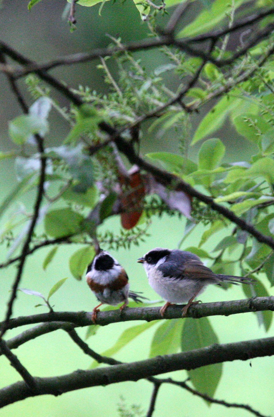 Black-throated Bushtit (Aegithalos concinnus) Hongcun Village, Anhui China (26).JPG