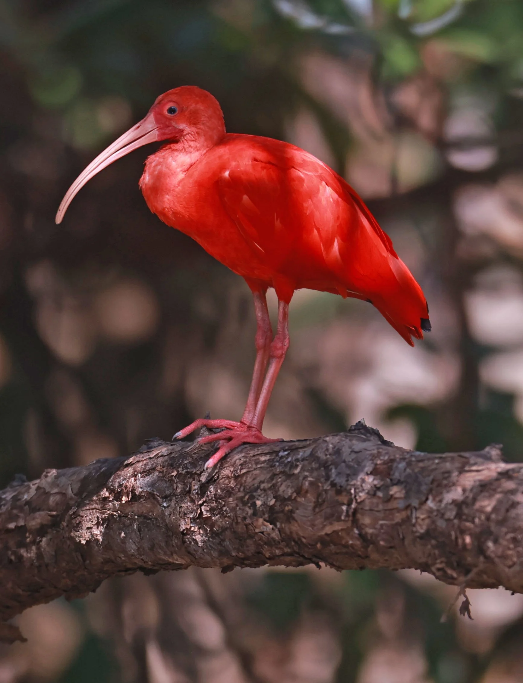 Ibis - Scarlet Ibis - Eudocimus ruber - 29 Songkaow Cafe, Chachoengsao Thailand (215).jpg