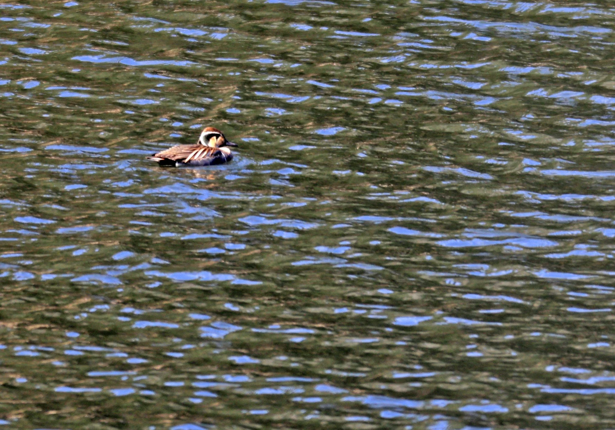 Baikal teal (Sibirionetta formosa) Takagawa Dam Lake, Kagoshima Japan (61).jpg