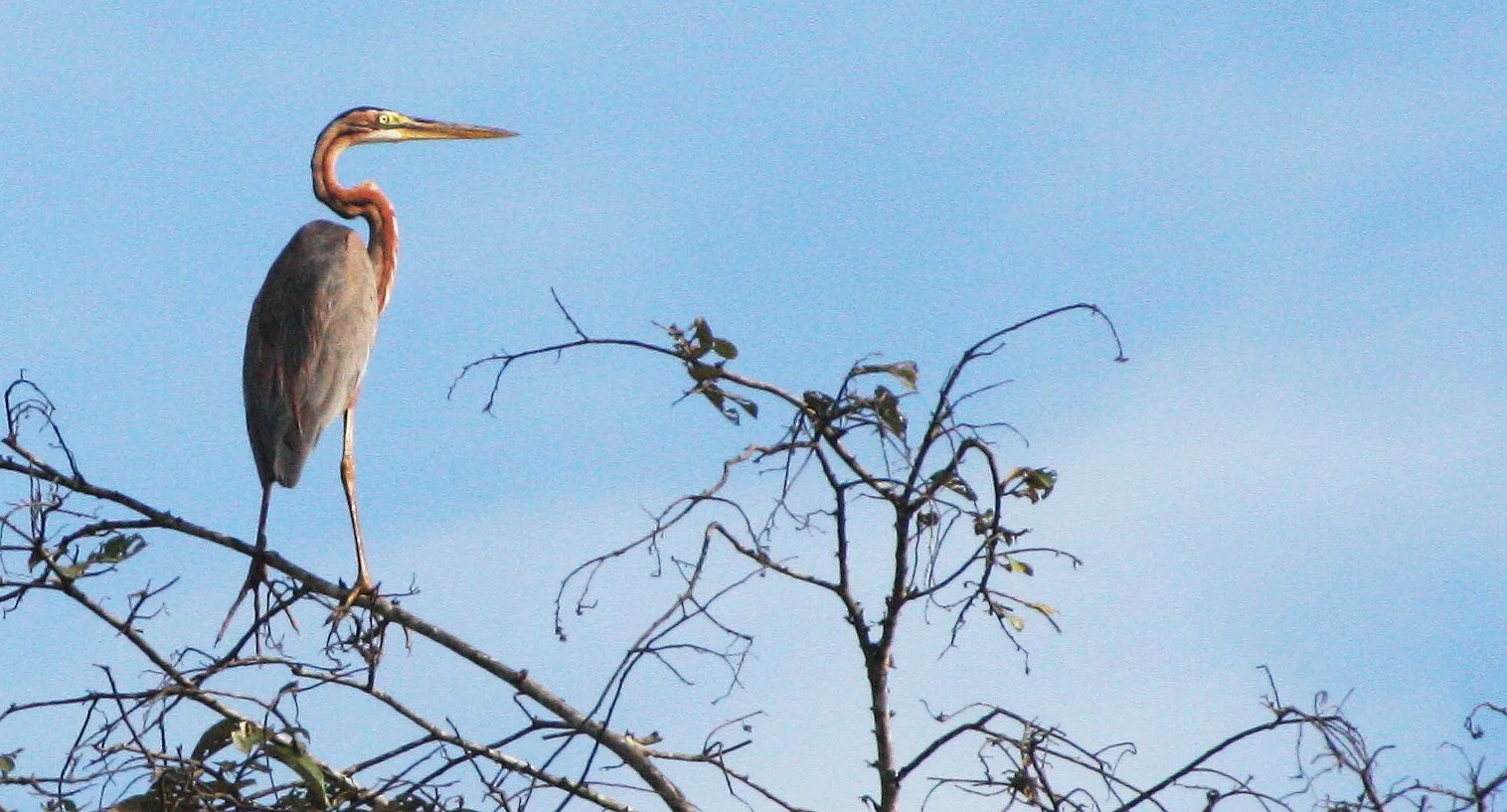 HERON - PURPLE HERON - Ardea purpurea - KINABATANGAN RIVER BORNEO  (18).JPG