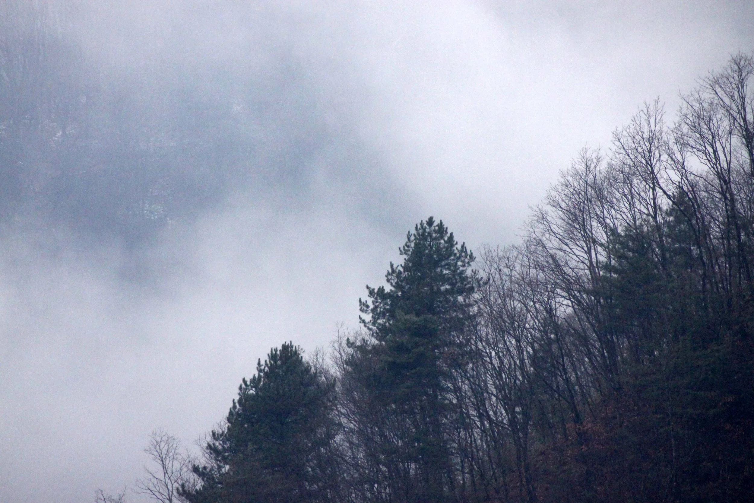 FOPING NATURE RESERVE SHAANXI PROVINCE CHINA (10).JPG