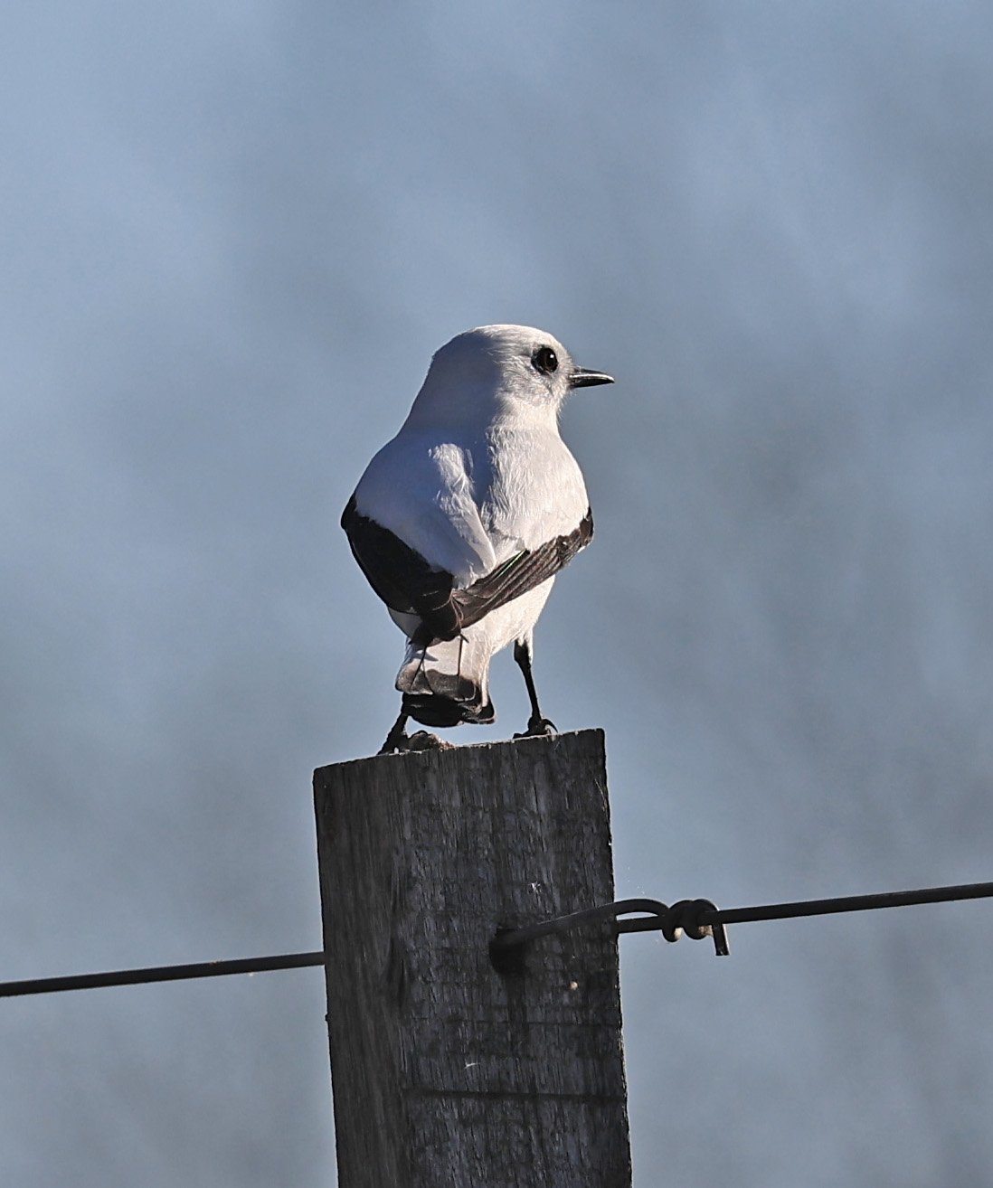 White Monjita (Xolmis irupero) Fortin Toledo Paraguay (15).jpg