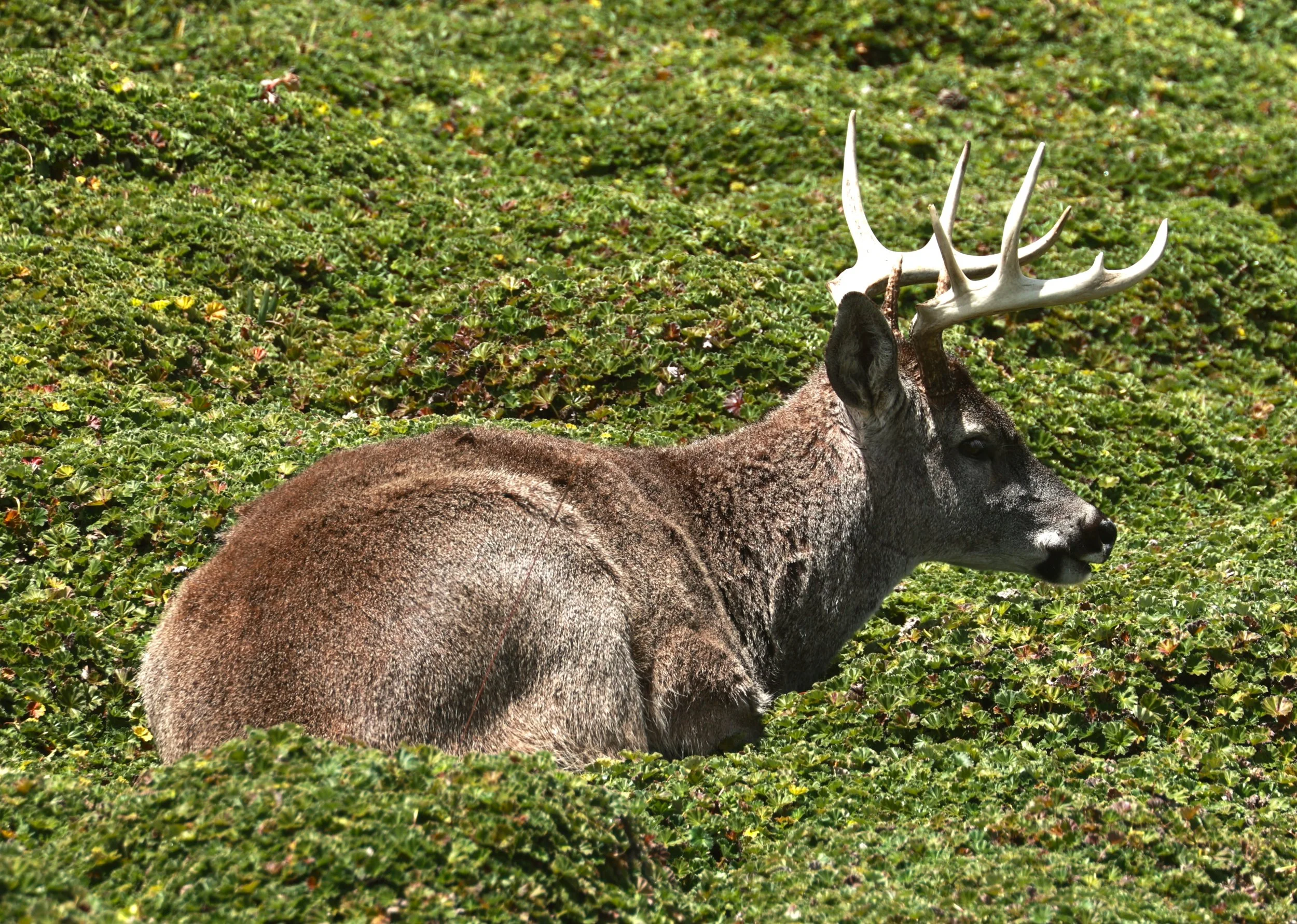 Odocoileus virginianus ustus - Andean White-tailed Deer - Antisana National Park, Ecuador (30).JPG