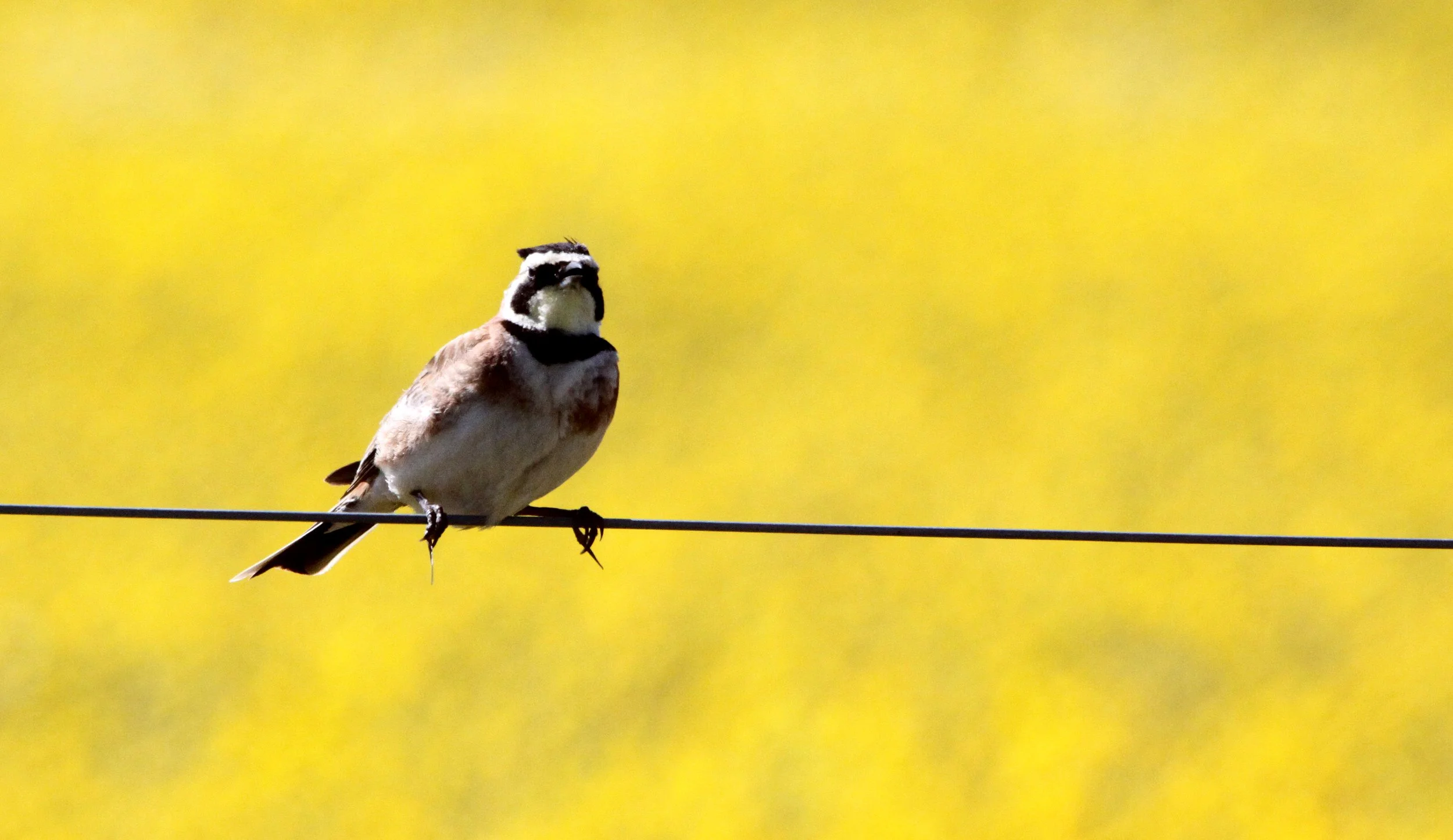 Horned Lark (Eremophila alpestris) Carrizo Plain National Monument California (5).JPG